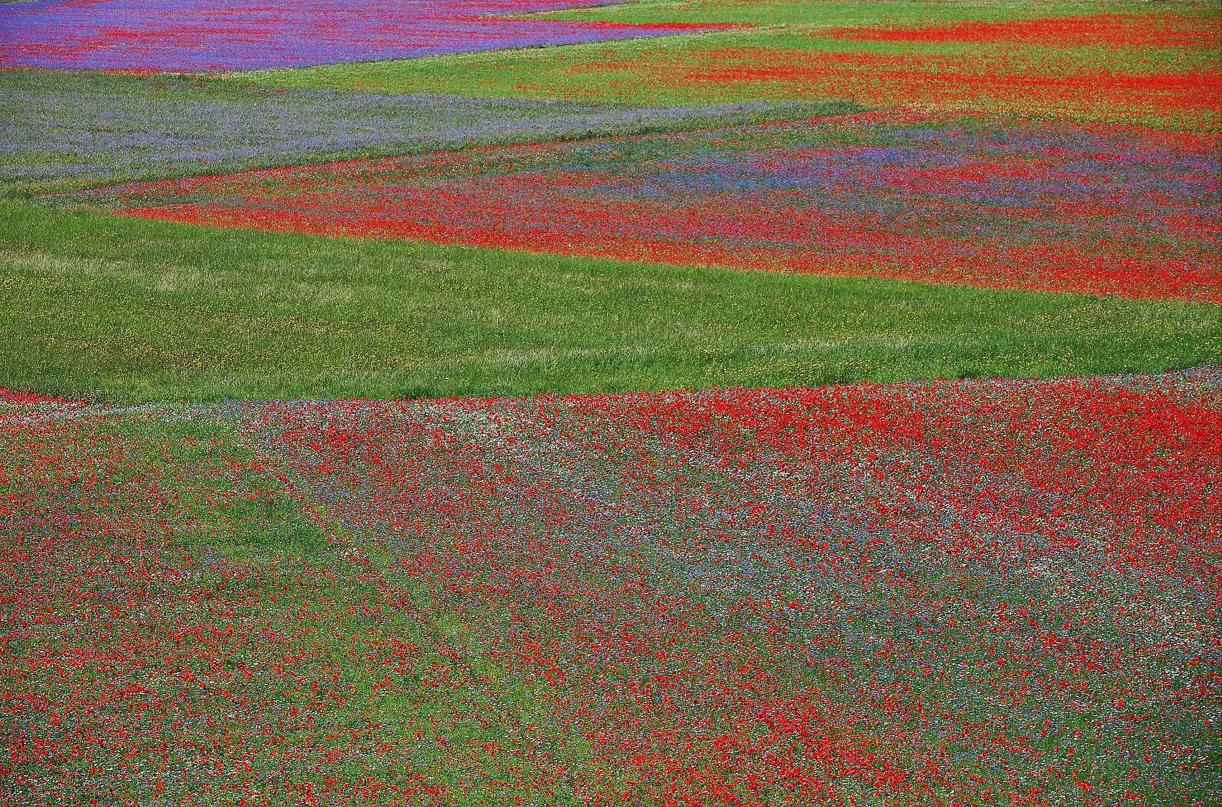 United Colors of Castelluccio di Norcia