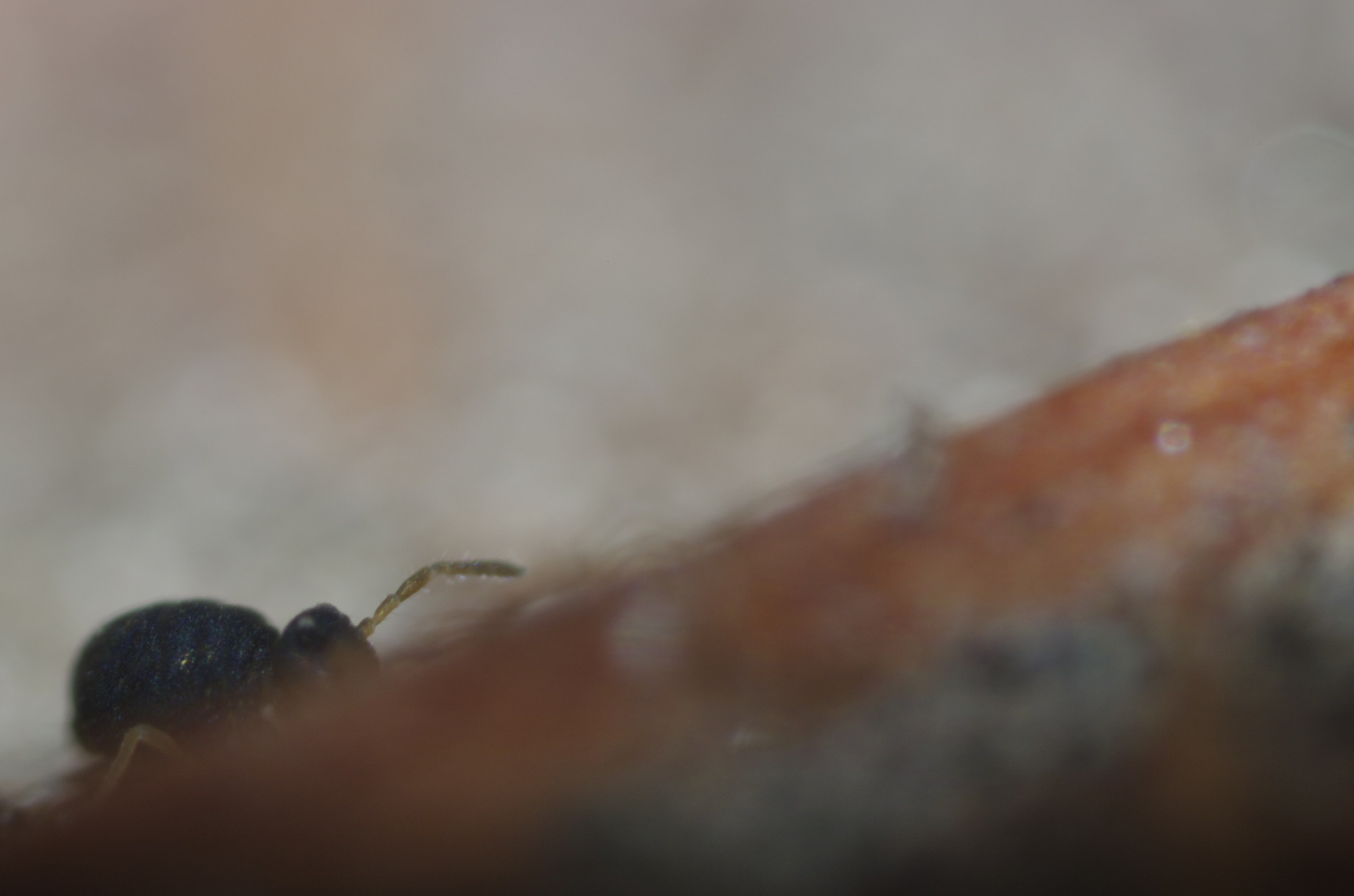 Dietro ad una nervatura