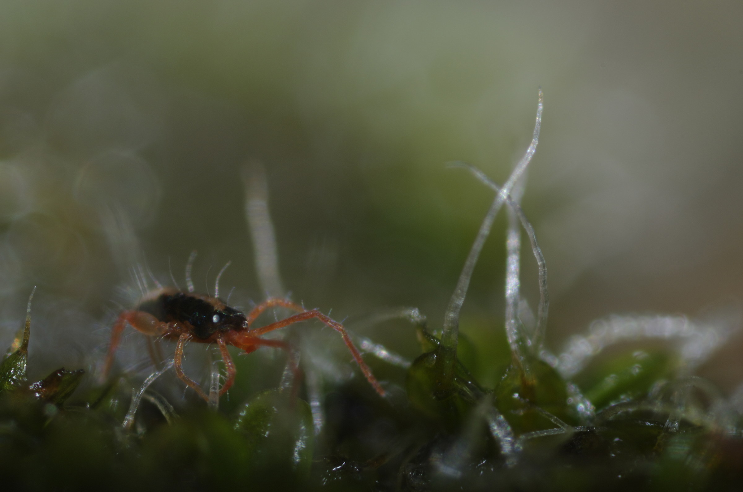 On the way through the moss