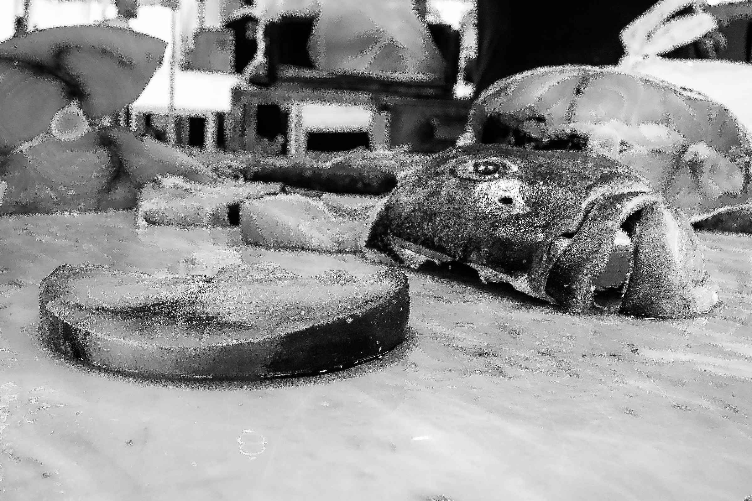 Fishmonger of Catania, Banco della Grouper