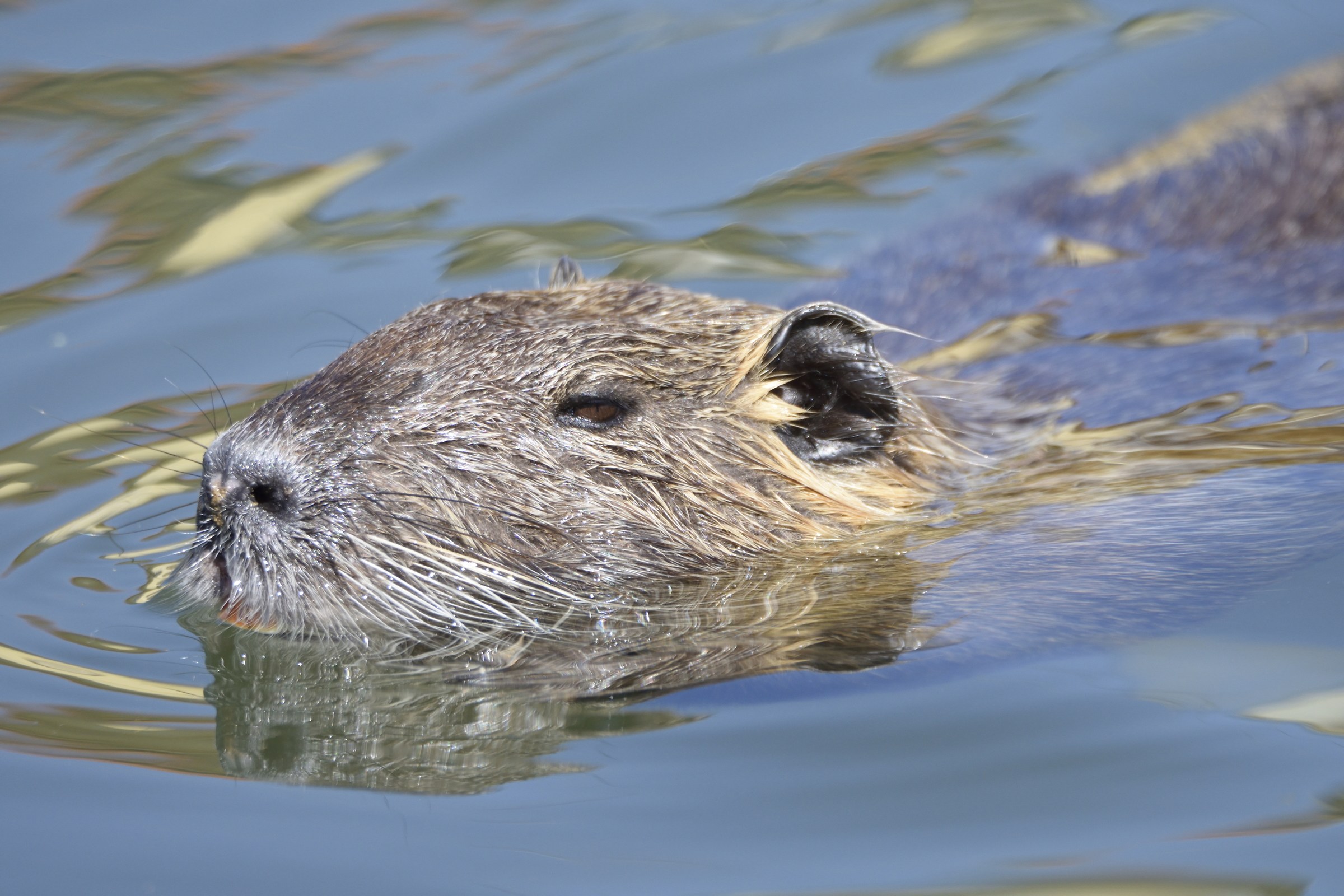Nutria