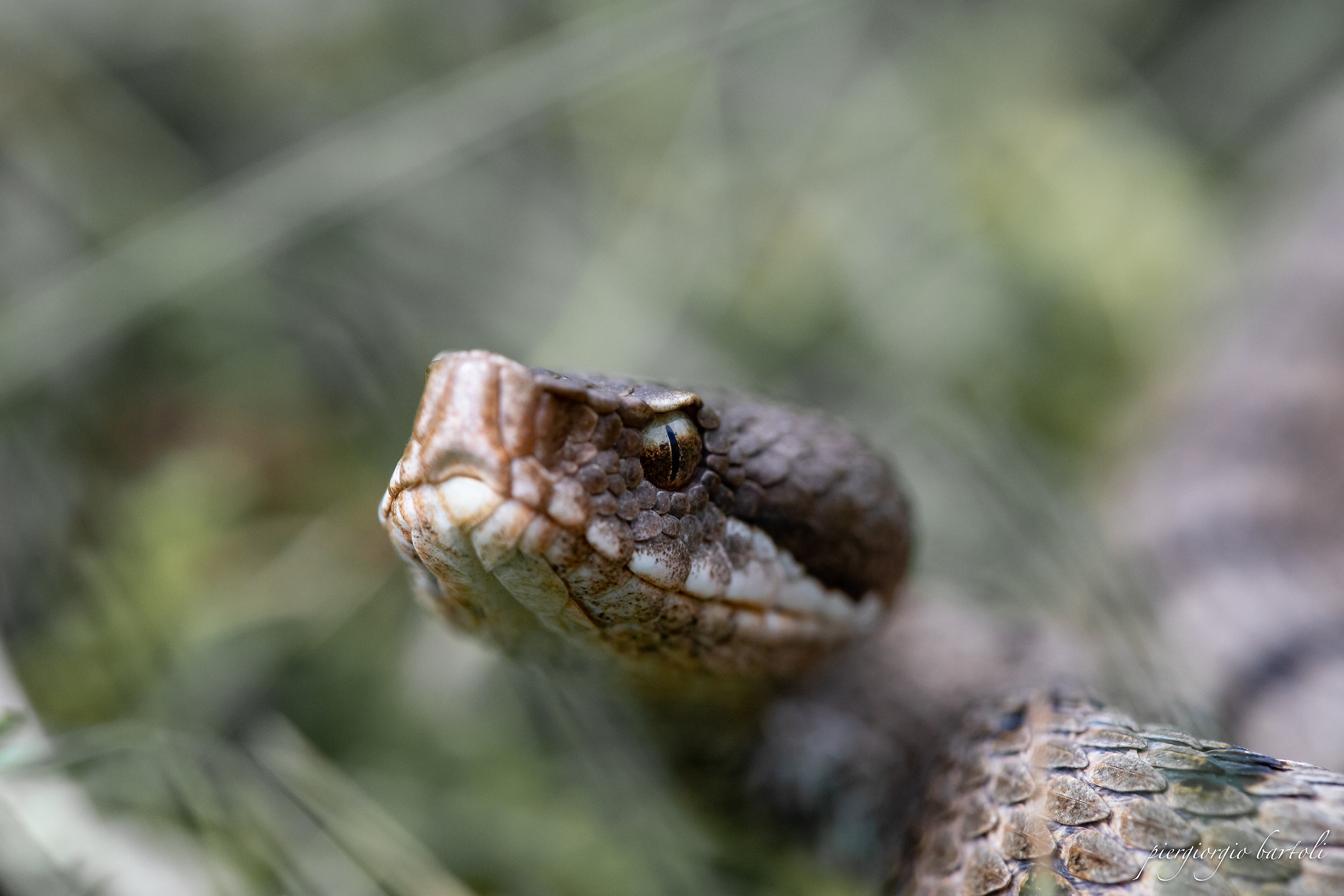 vipera aspis femmina