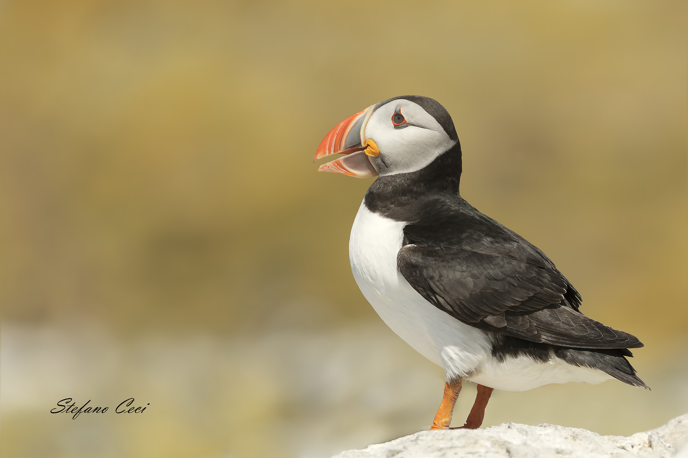 Even the Puffin laugh