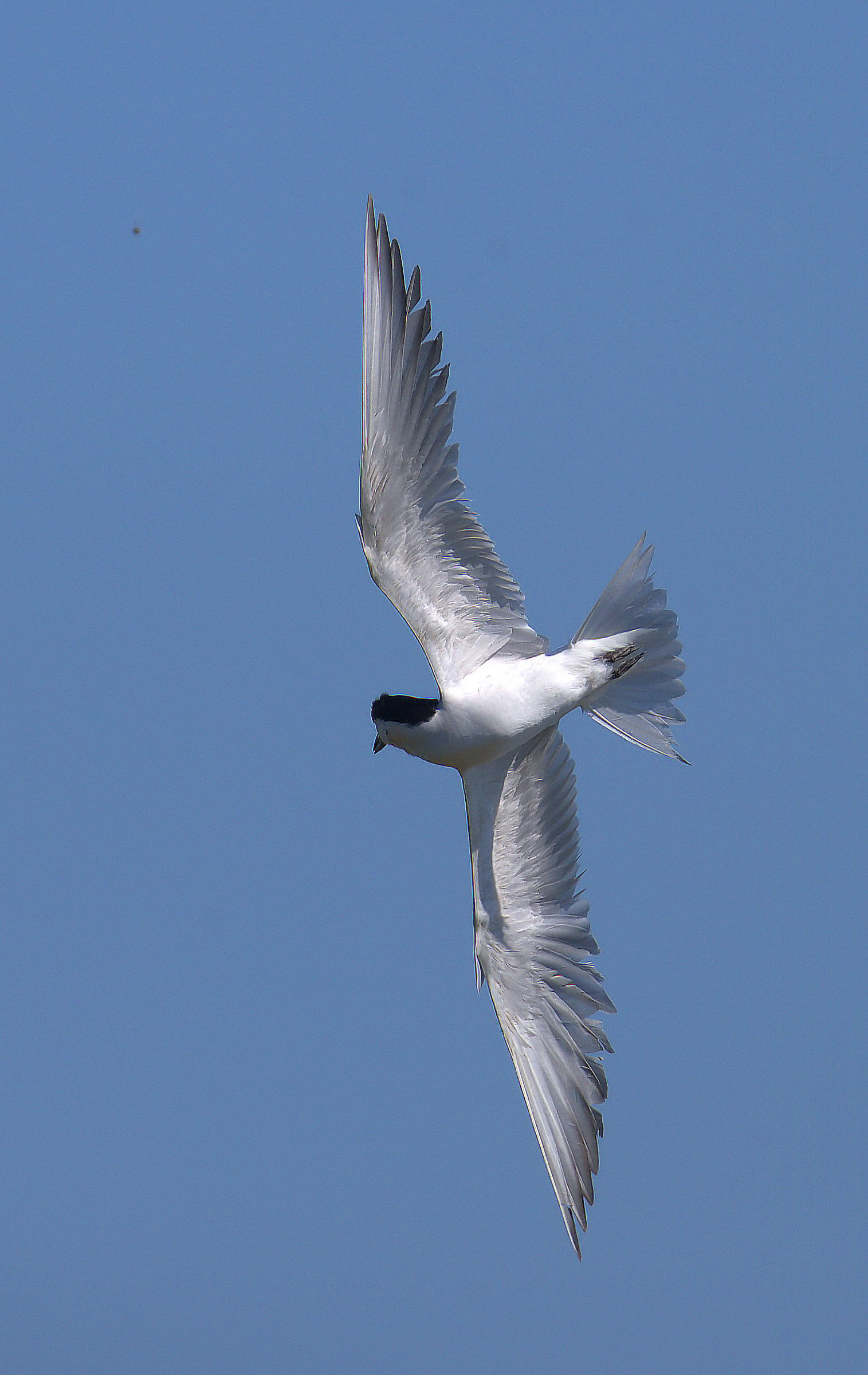 Black Legged Tern