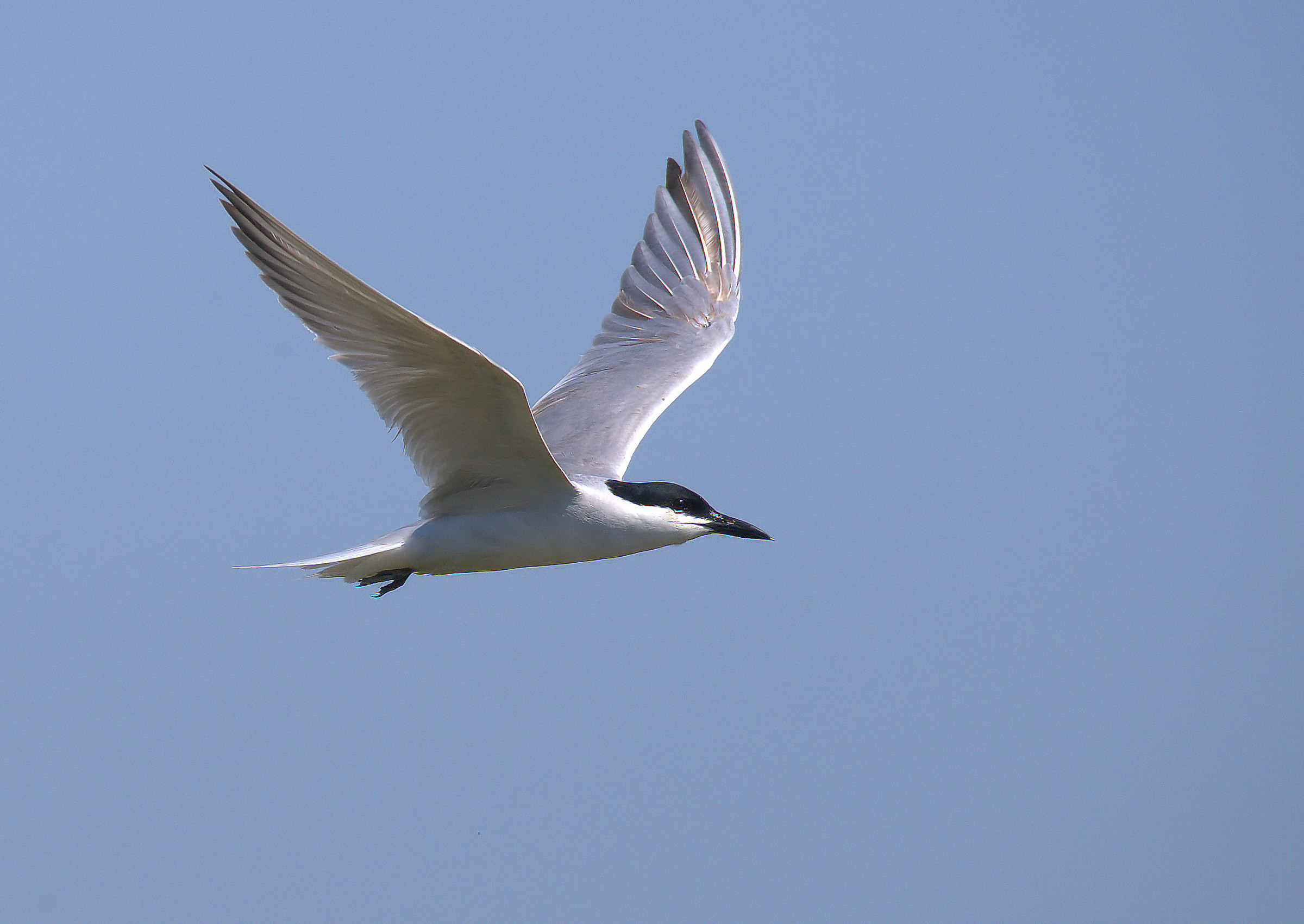 Black Legged Tern