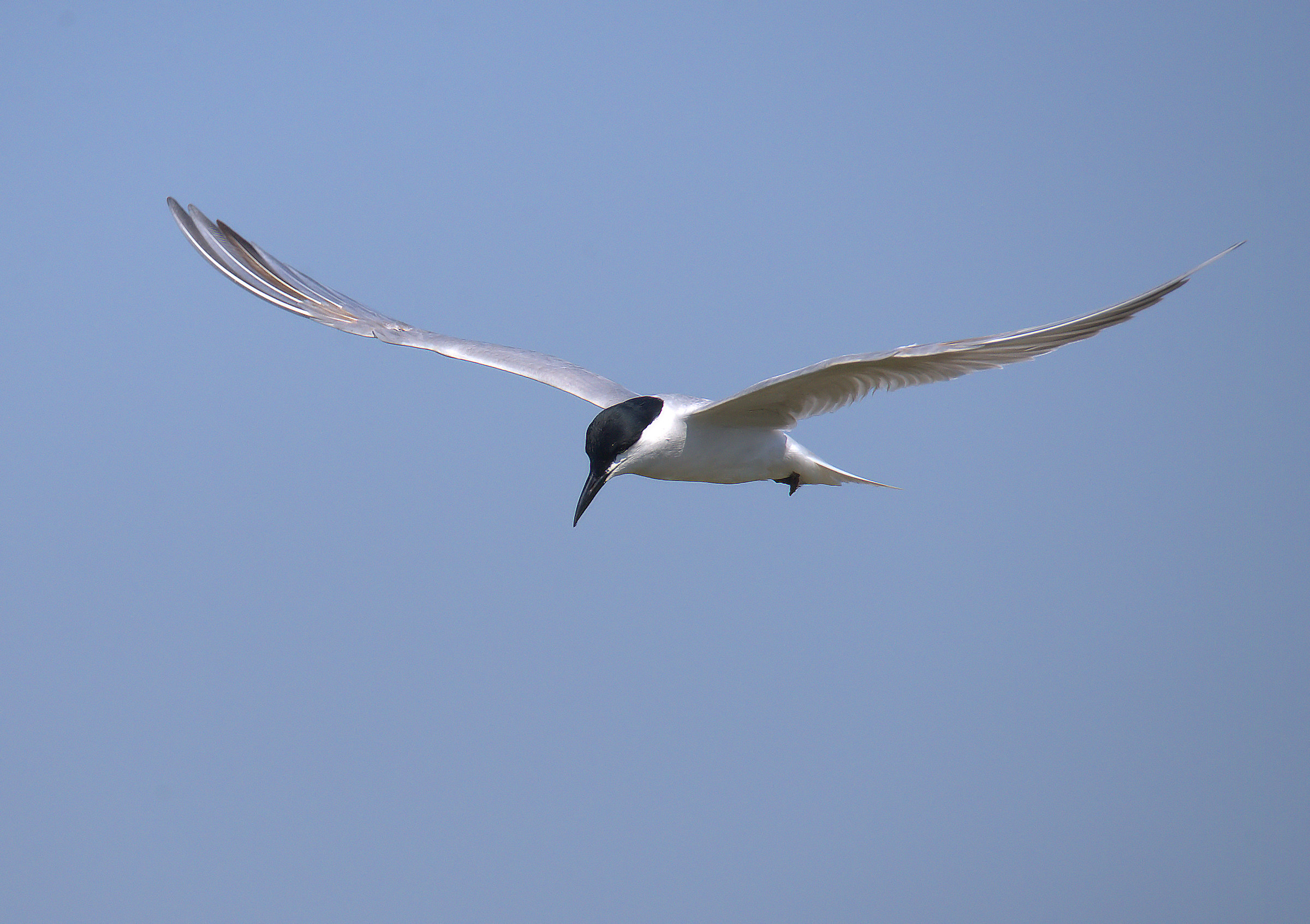 Black Legged Tern
