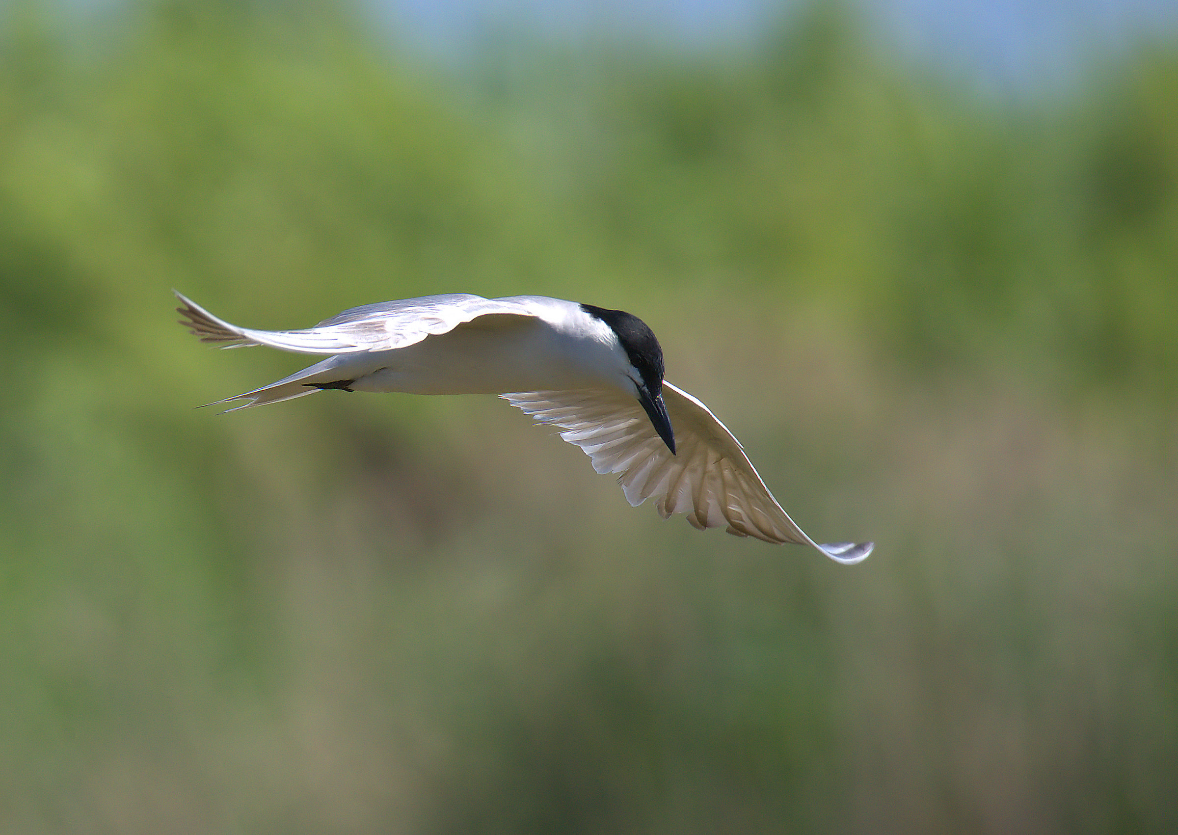 Black Legged Tern