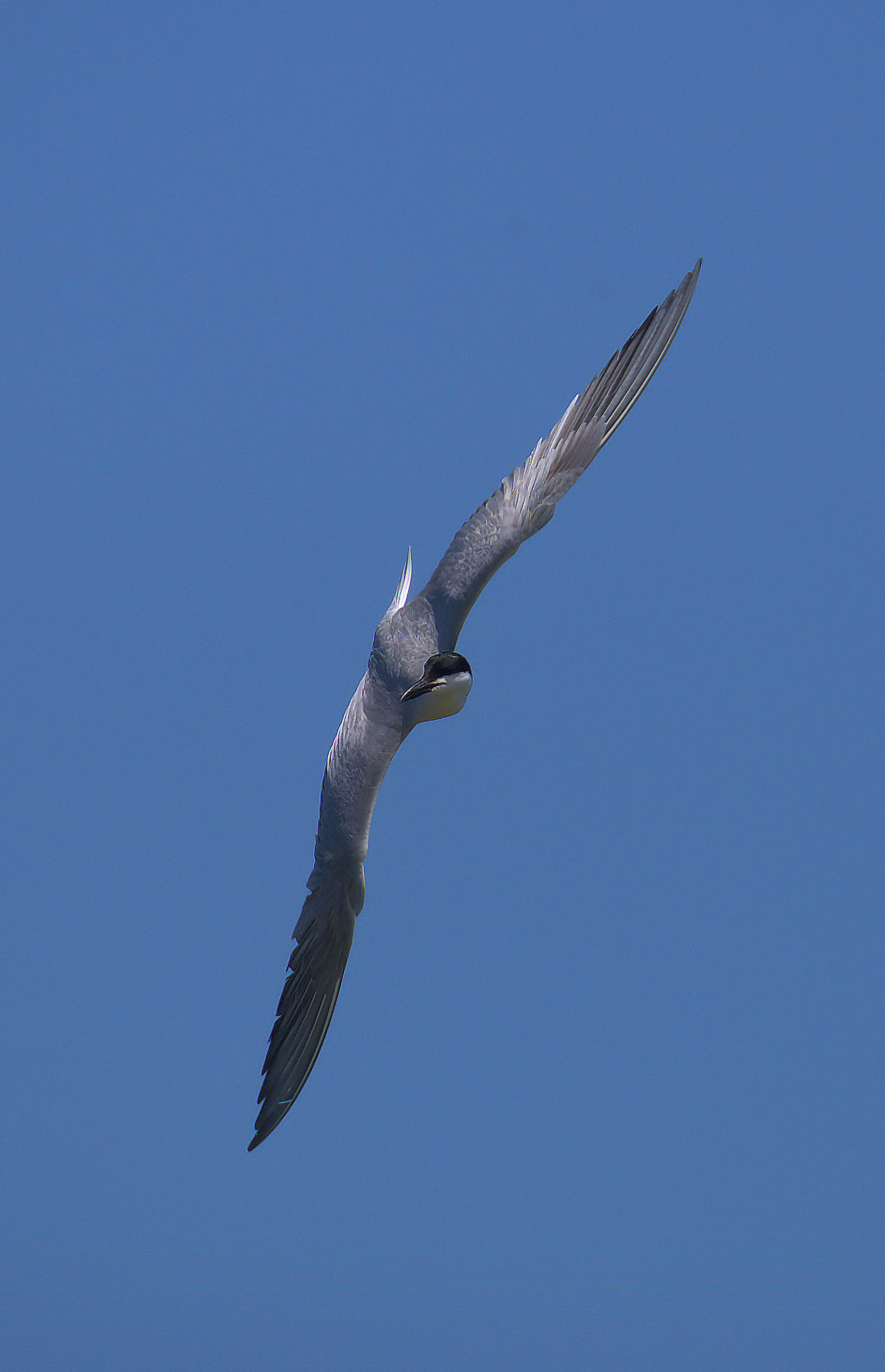 Black Legged Tern