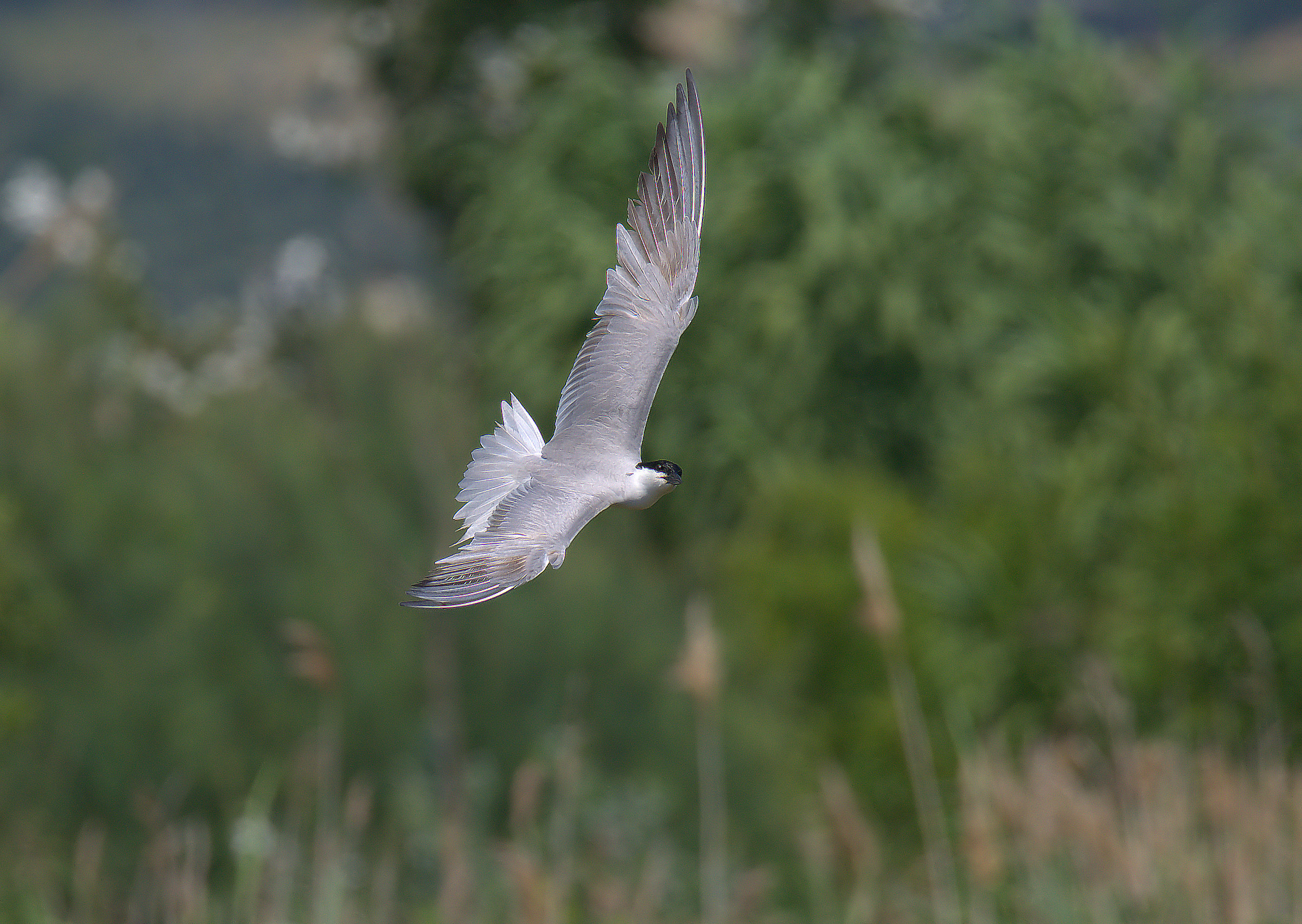 Black Legged Tern