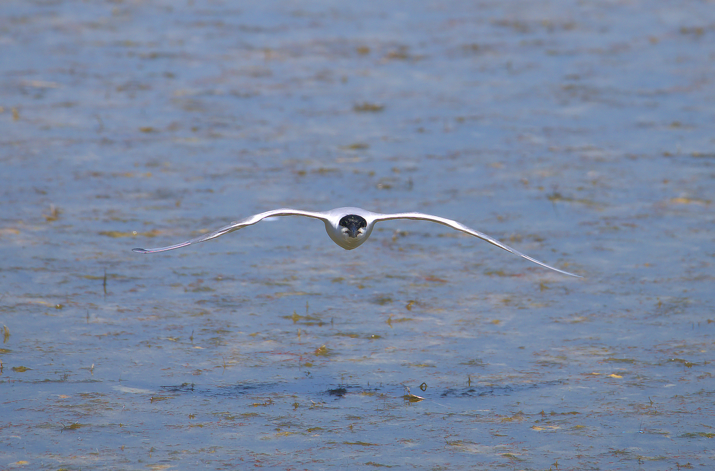 Black Legged Tern