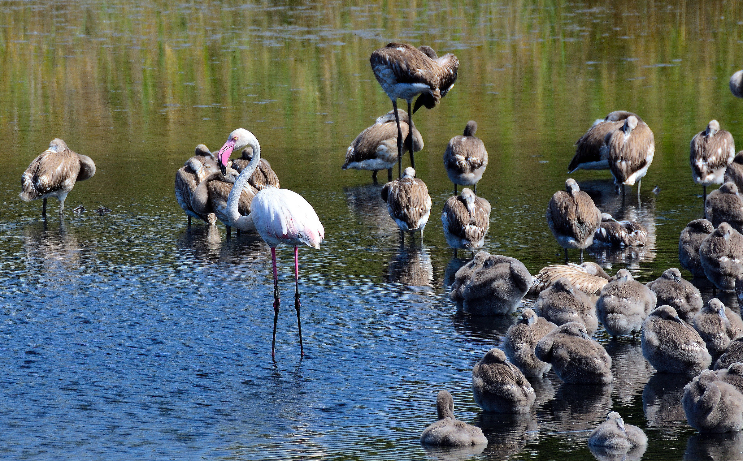 Saline di Priolo Fenicottero Rosa