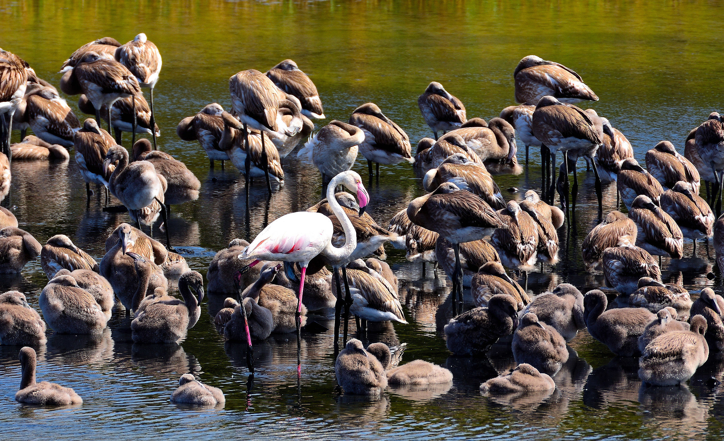Saline di Priolo Fenicottero Rosa