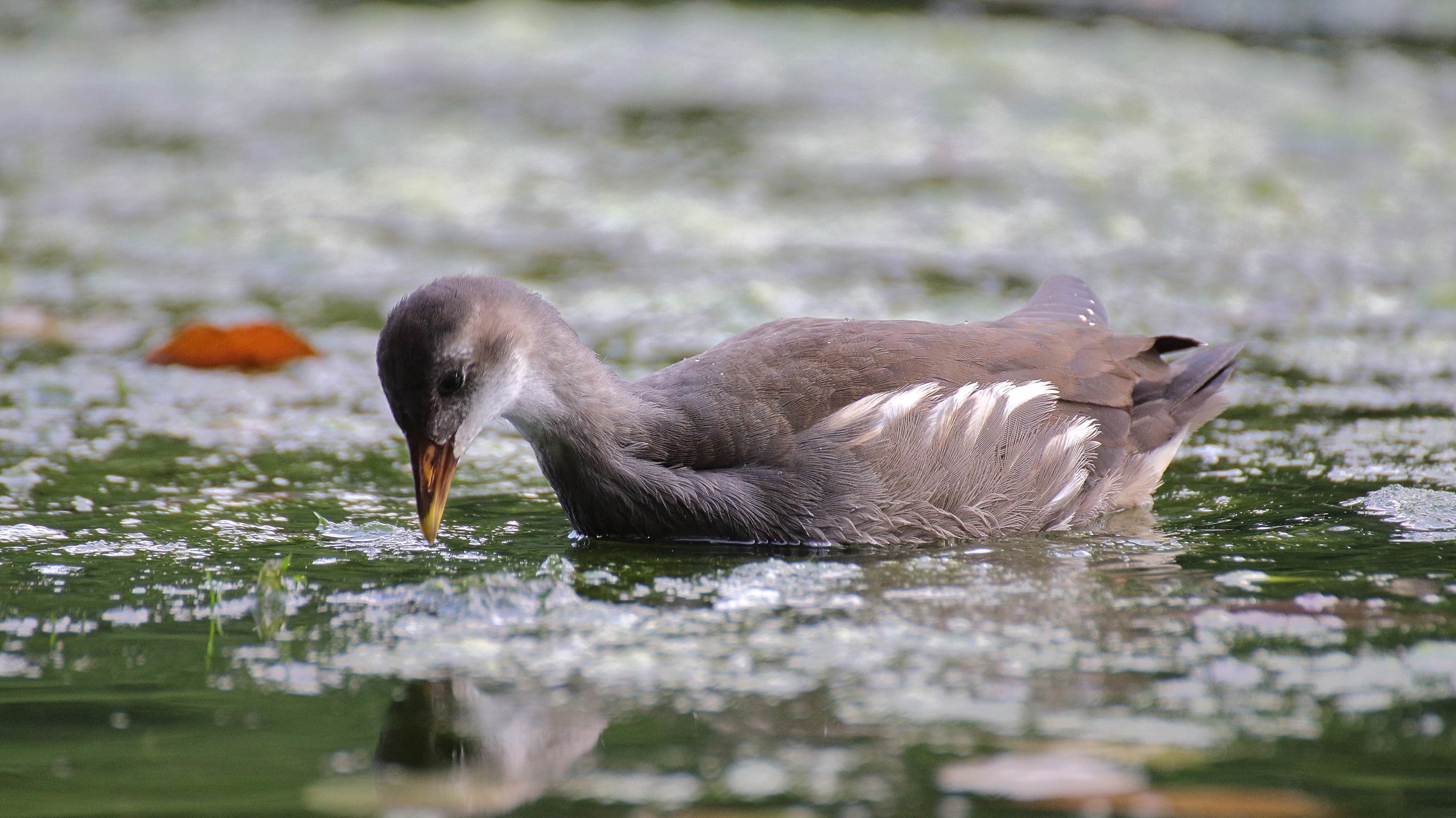 Giovane gallinella d'acqua