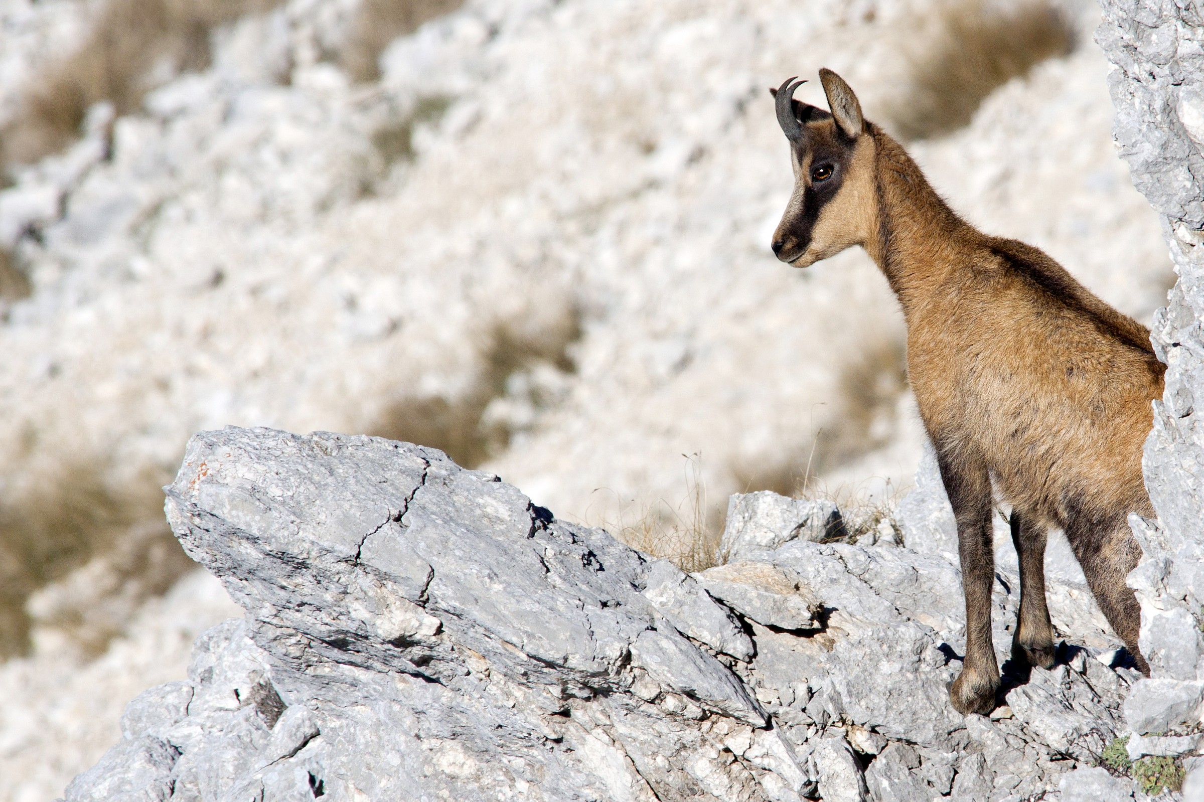 Abruzzo chamois