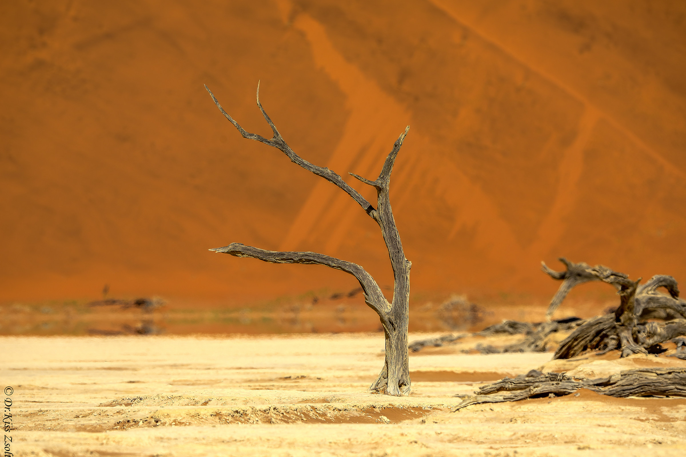Alberi di acacia guasti in Deadvlei
