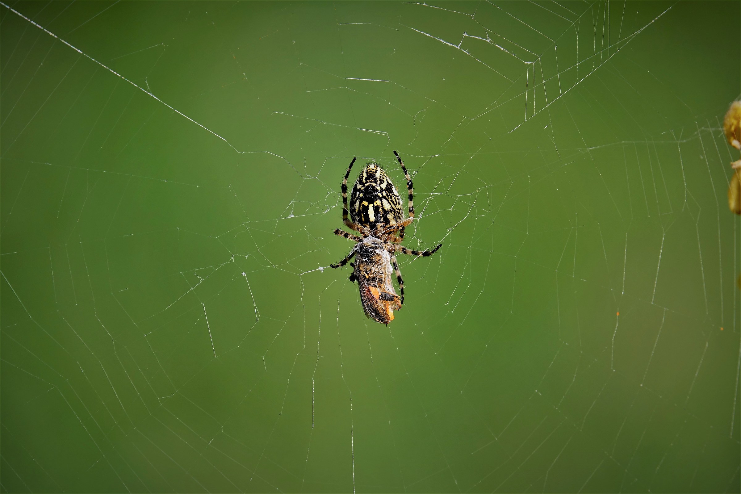 Spider with Prey