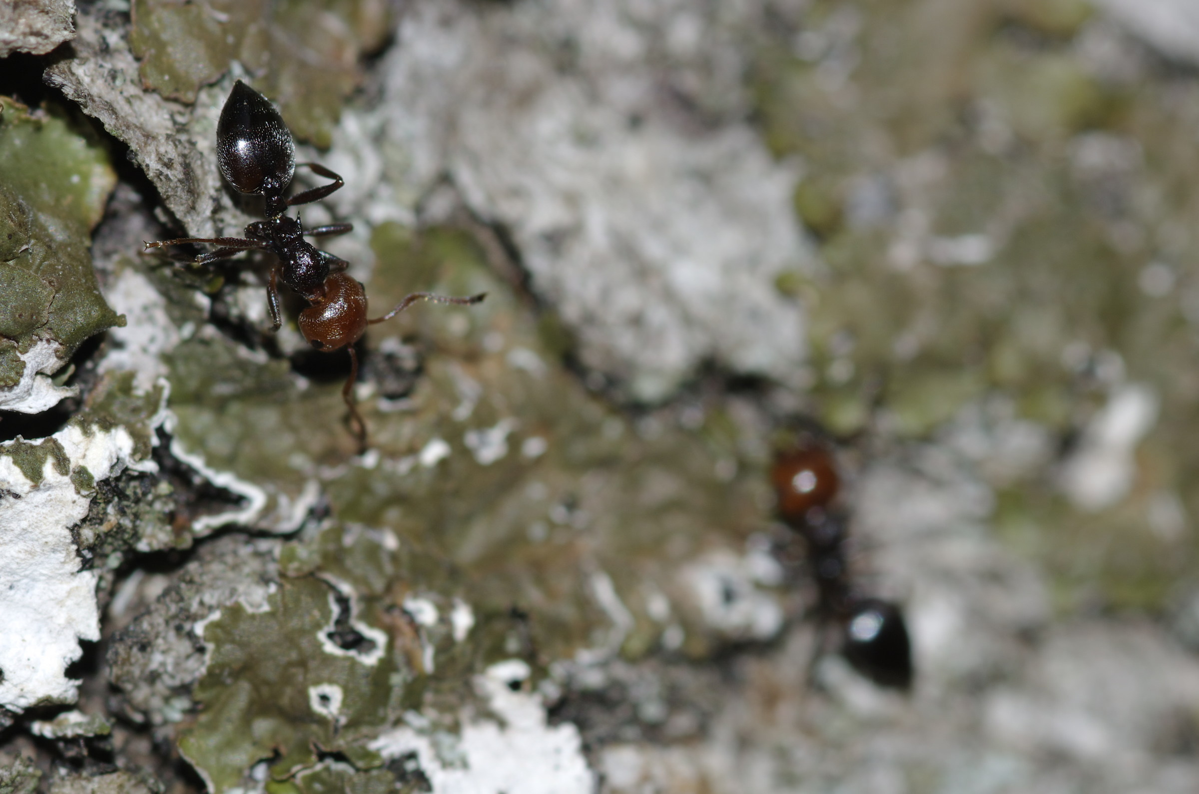 Crematogaster