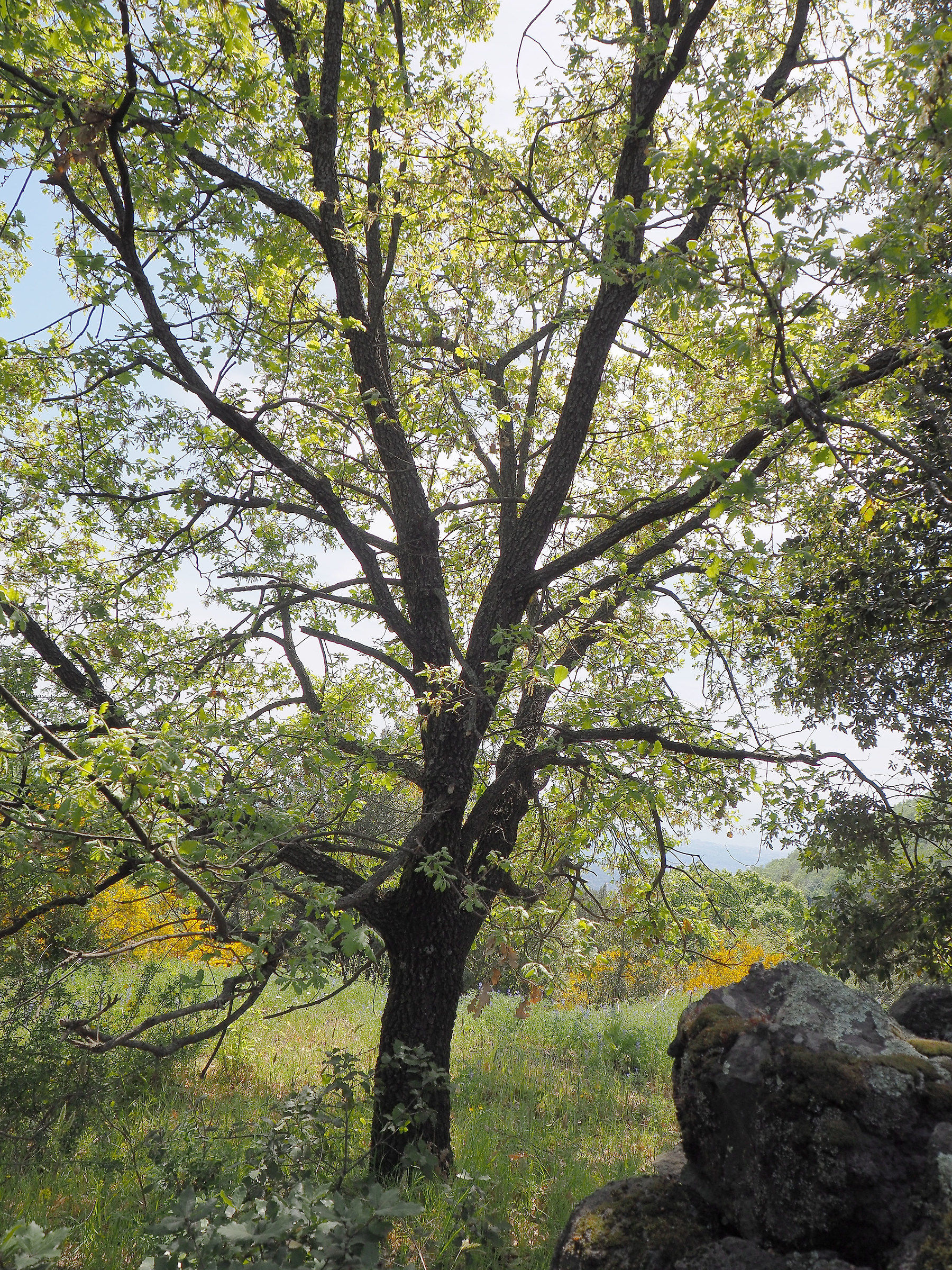 La pietra coperta di muschio