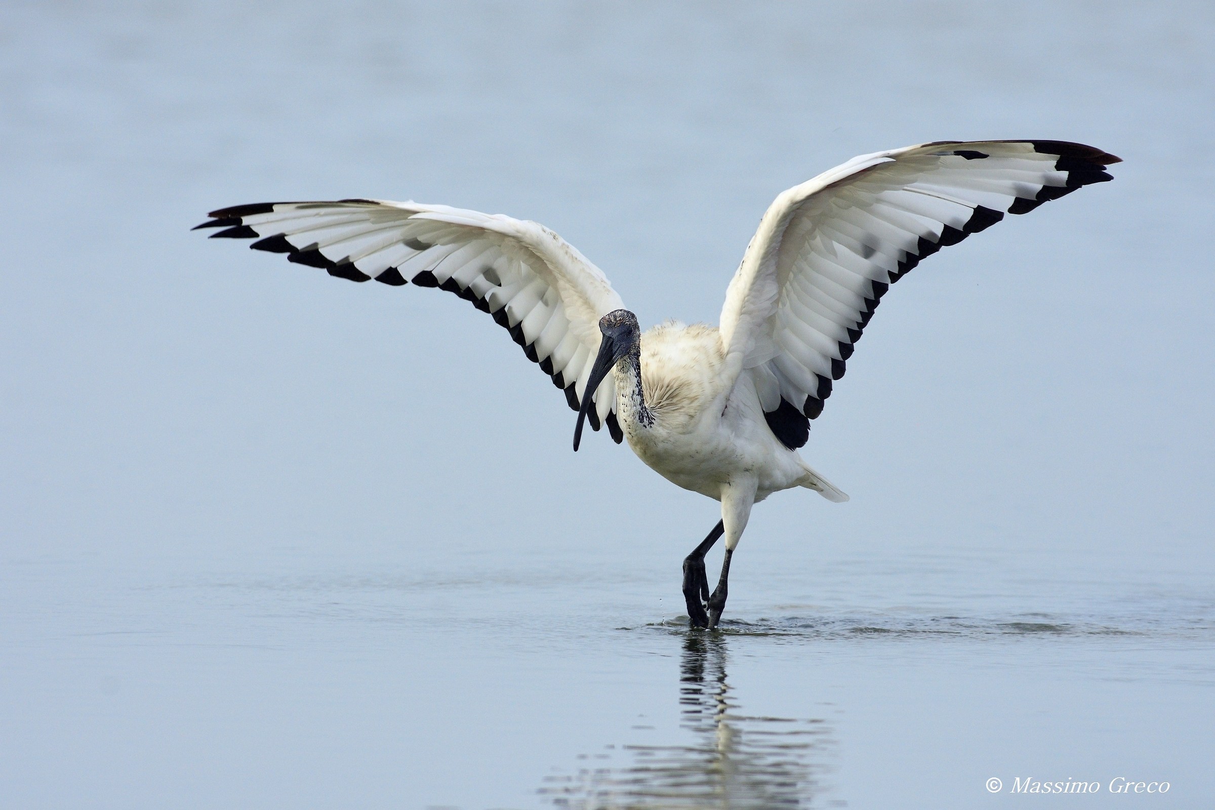 Ibis sacro (Threskiornis aethiopicus)