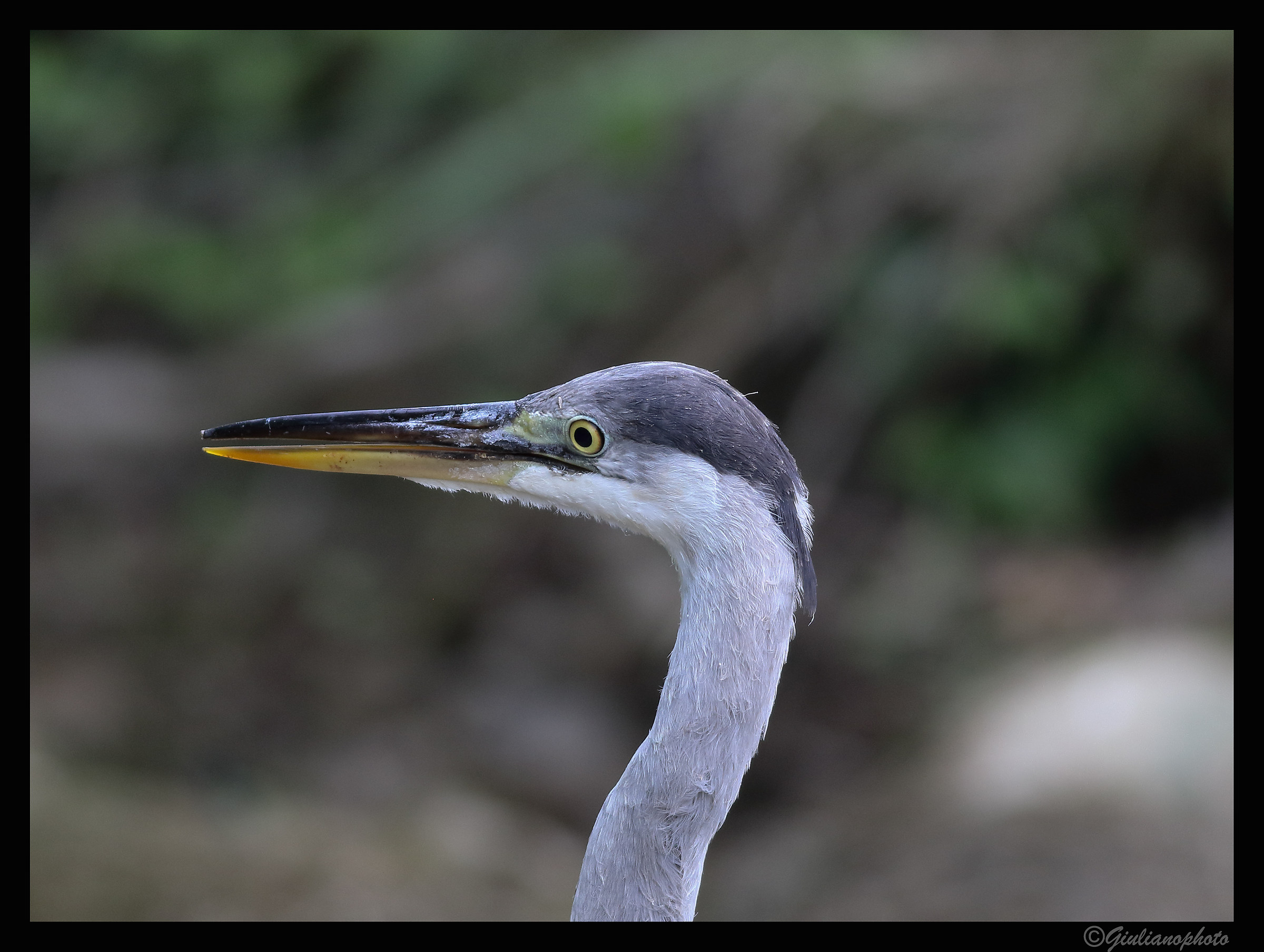 Grey Heron