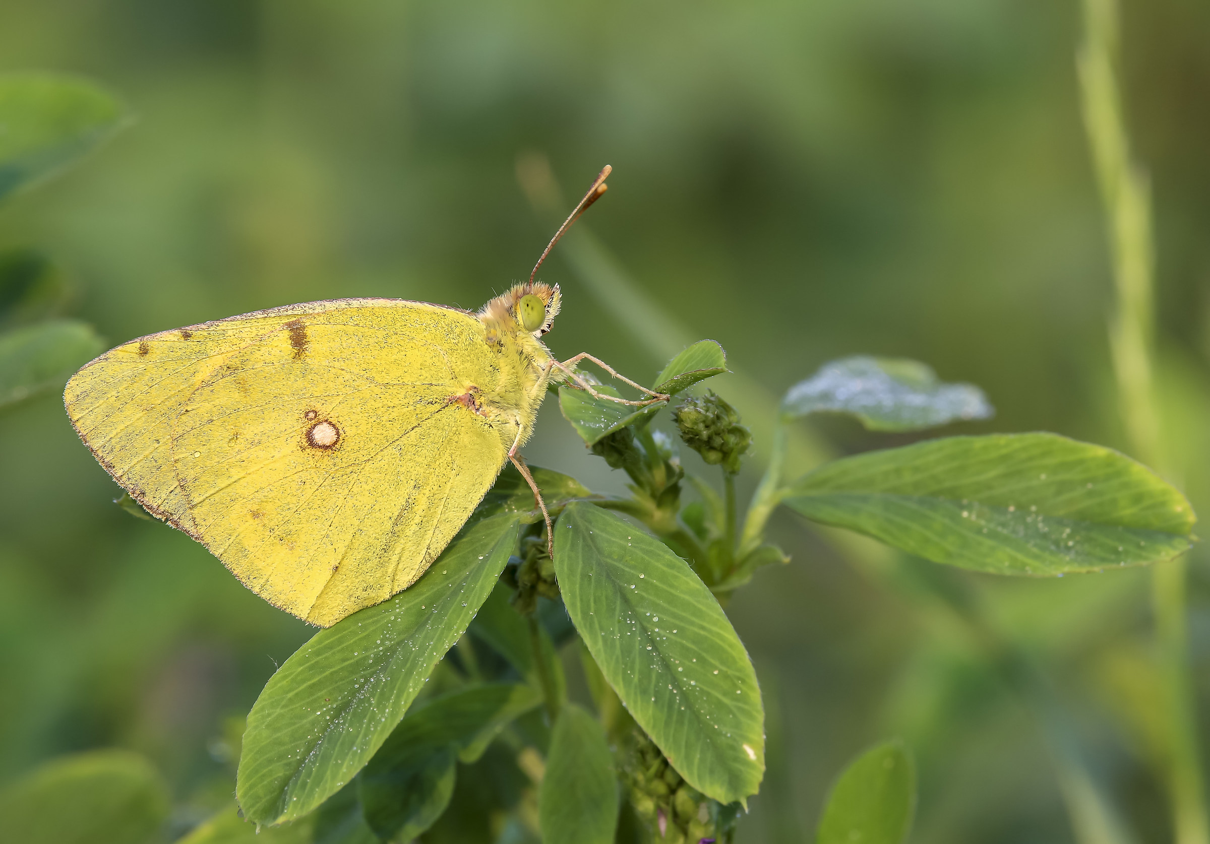 Colias crocea