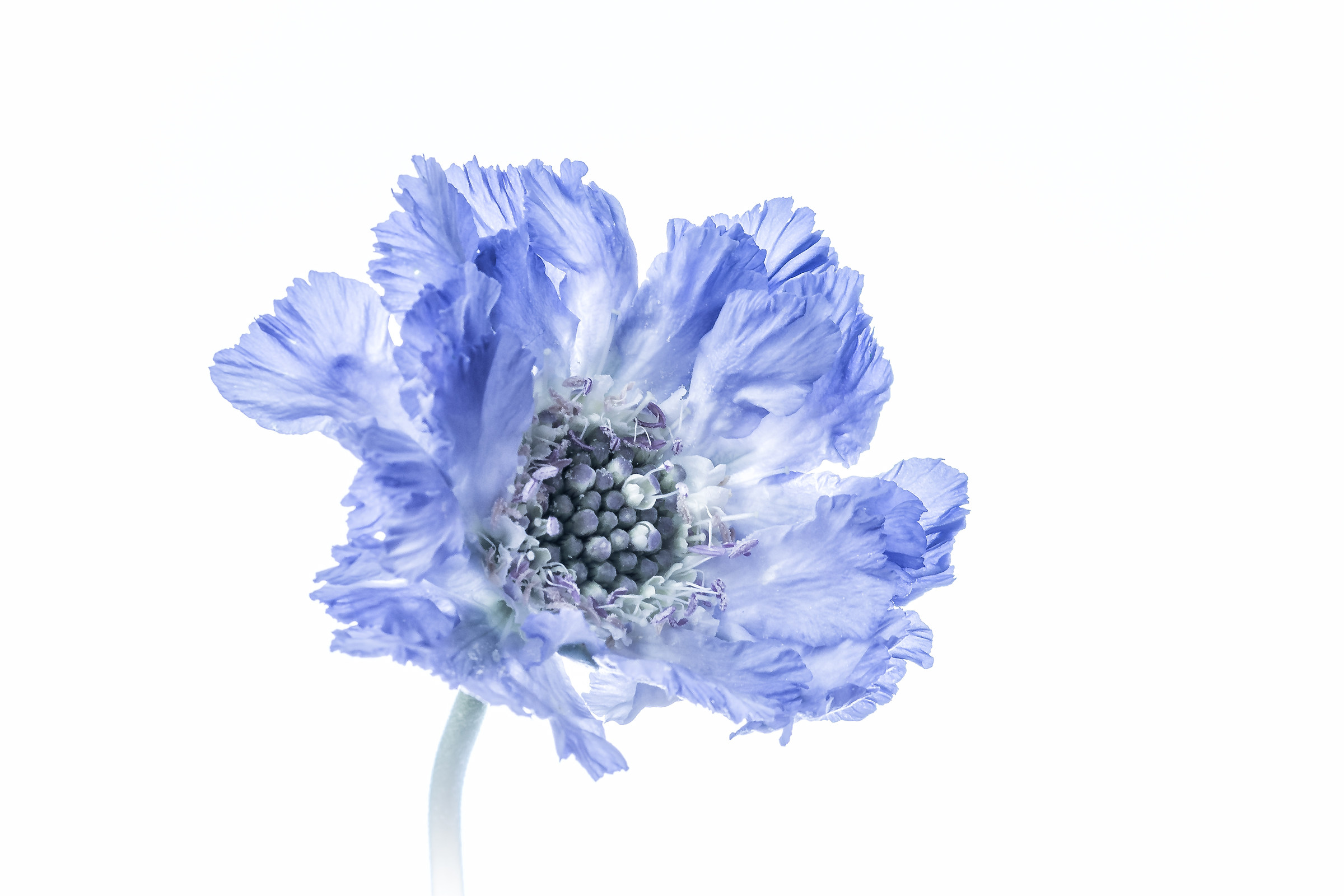Scabious