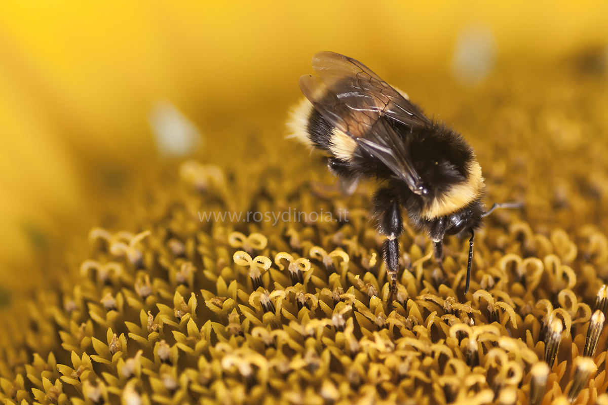 Bombus Latreille in the center of a sunflower