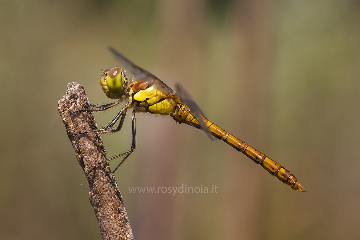 Sympetrum Sanguineum