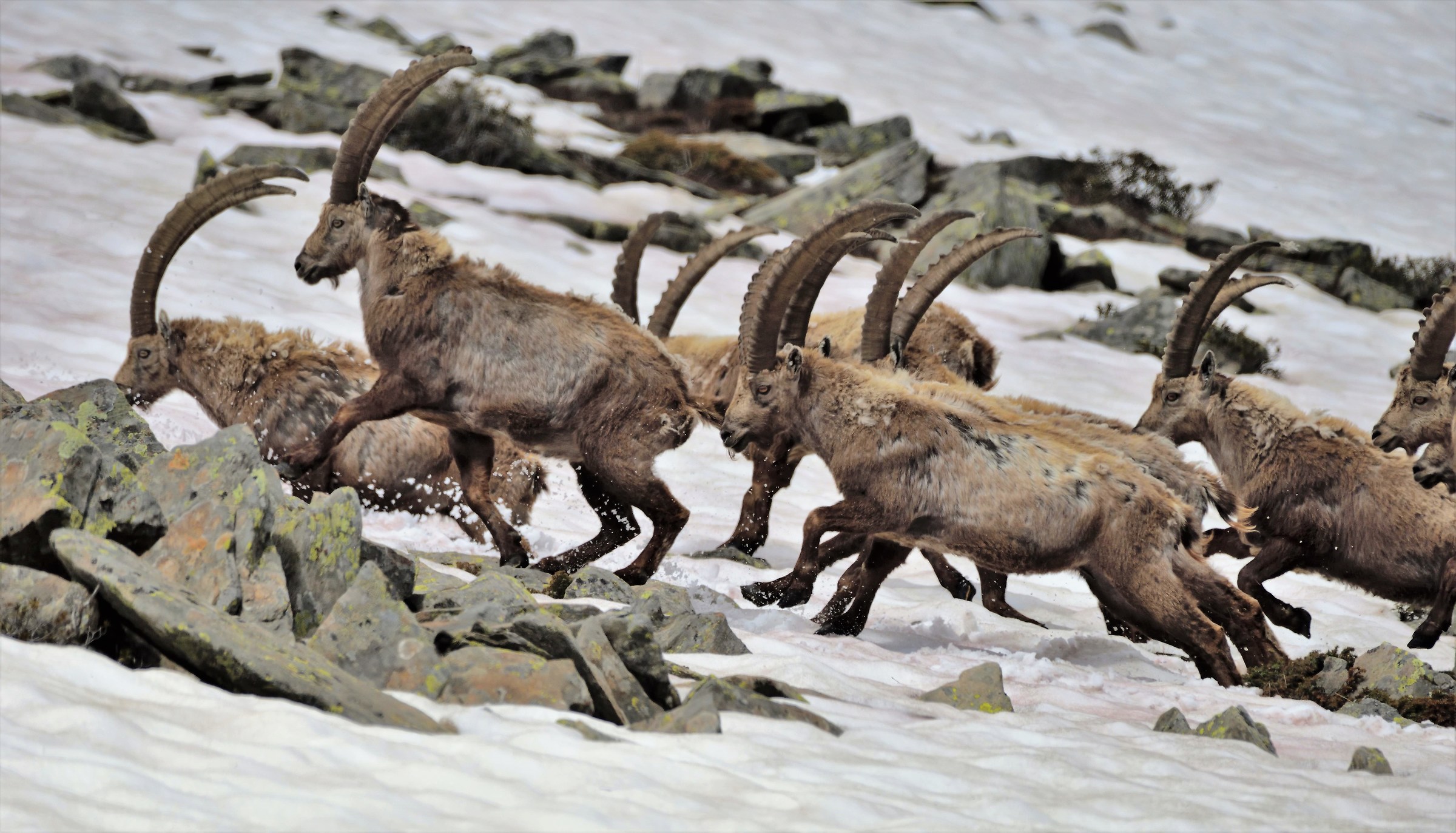 Finally after having chased them for a while thanks to the