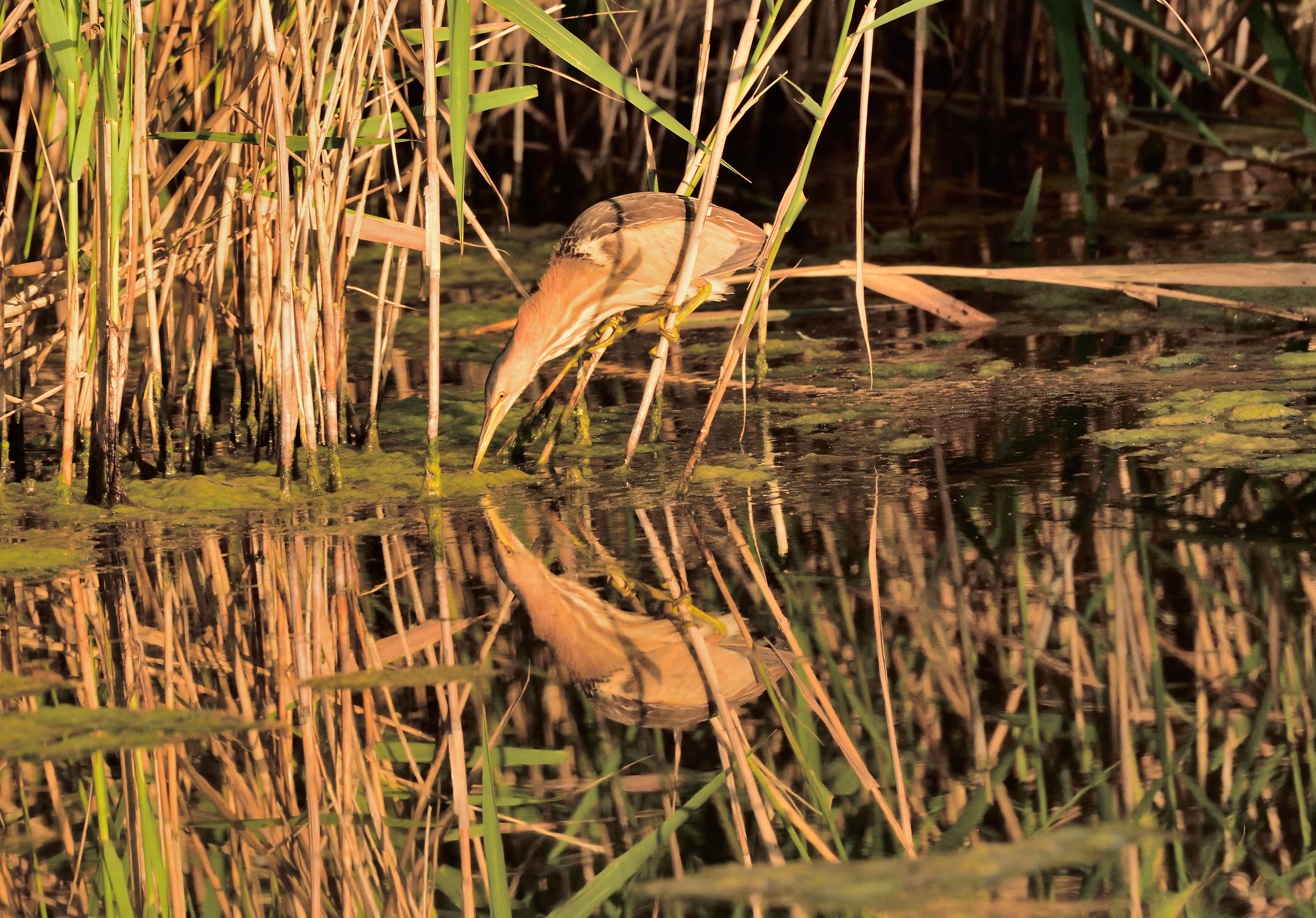 Reflections of Bittern