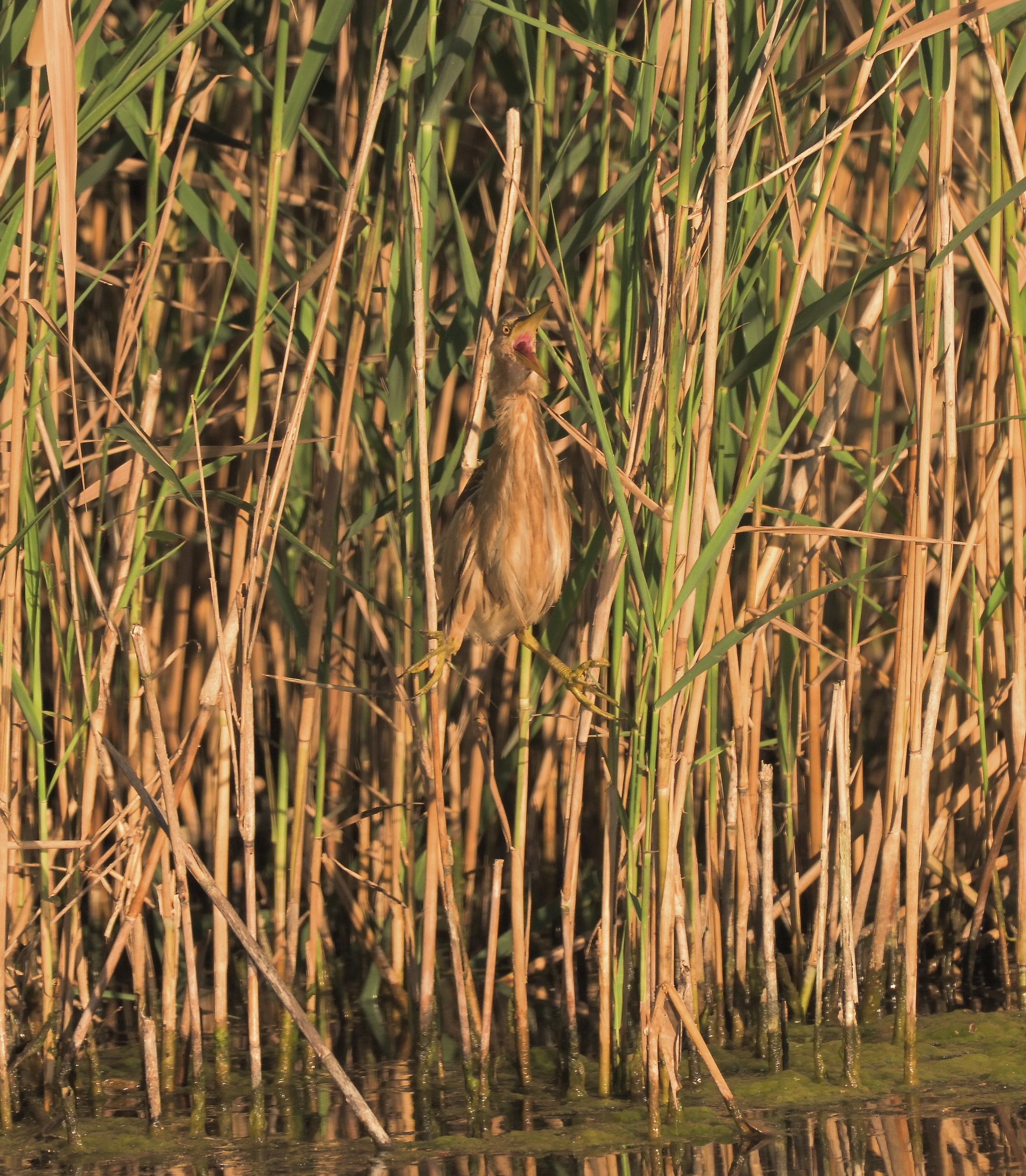 Screaming Bittern