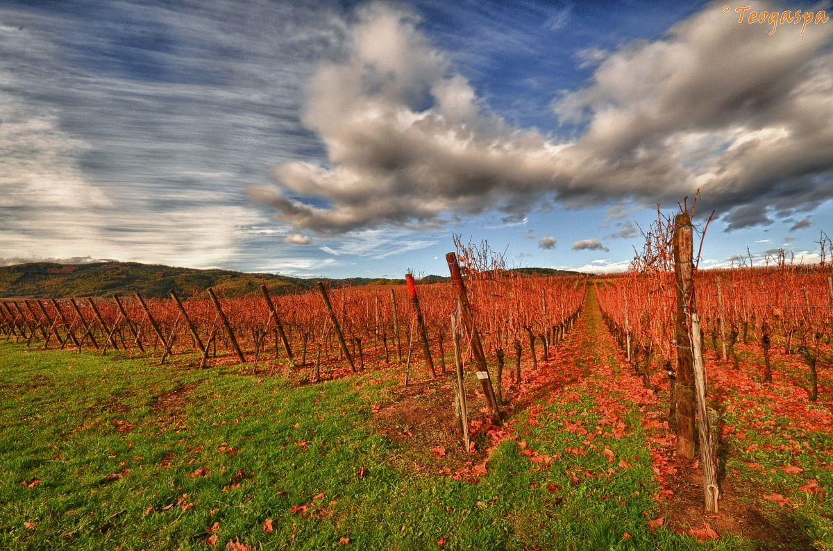 Vigneti intorno a Colmar