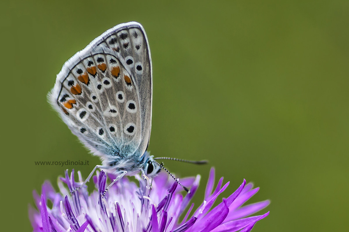 Polyommatus Icarus