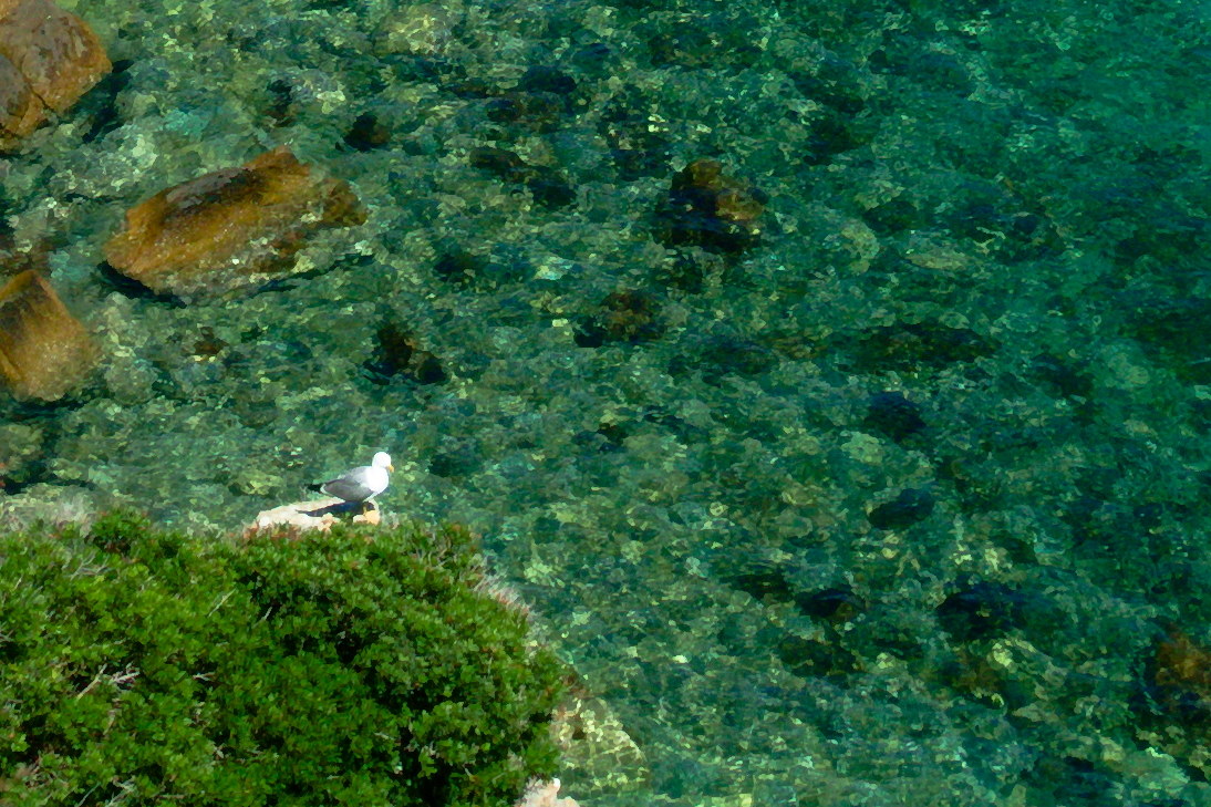 The Gabbianella... and the cat?