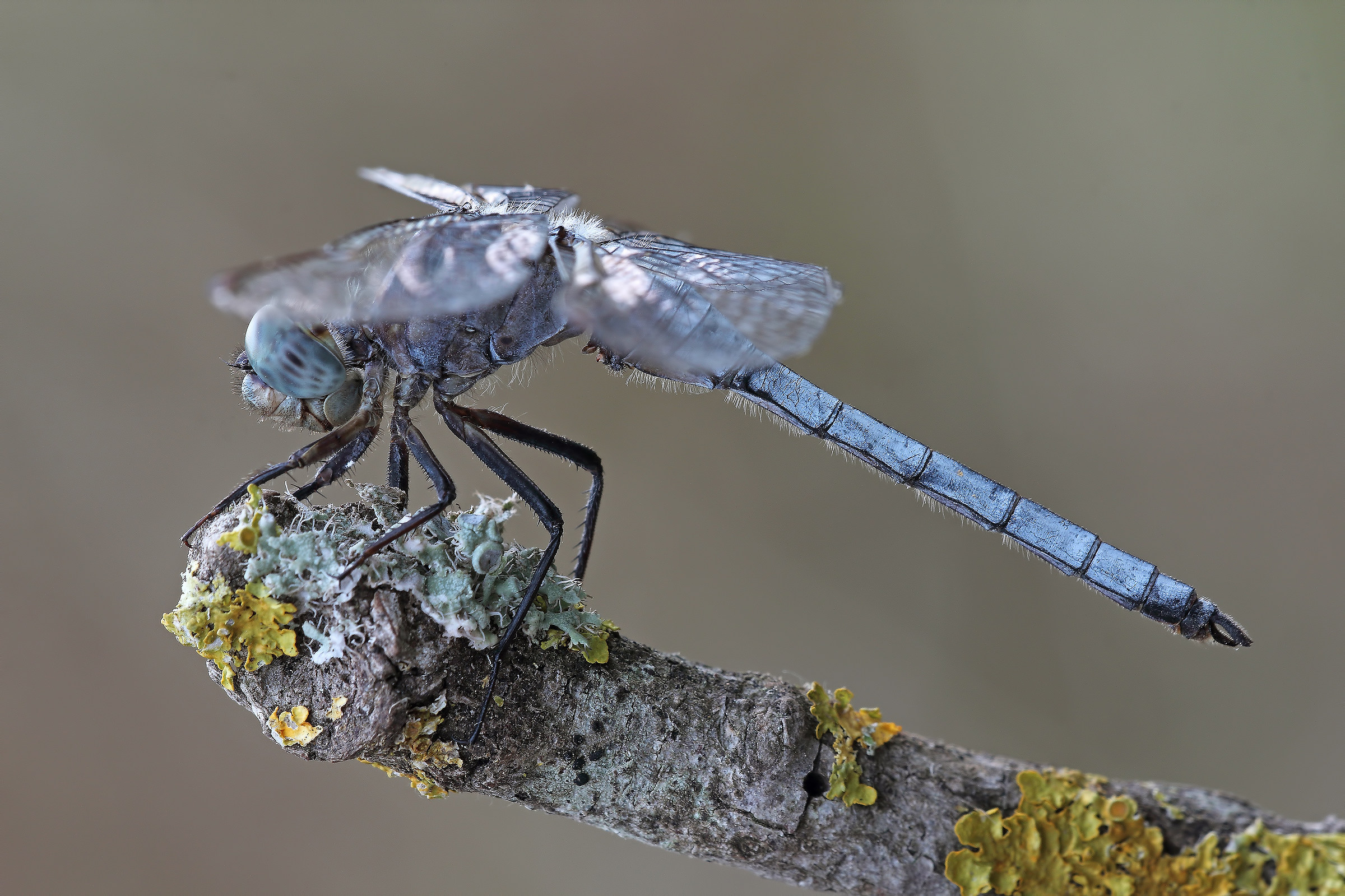 A dragonfly named Max....!!!!