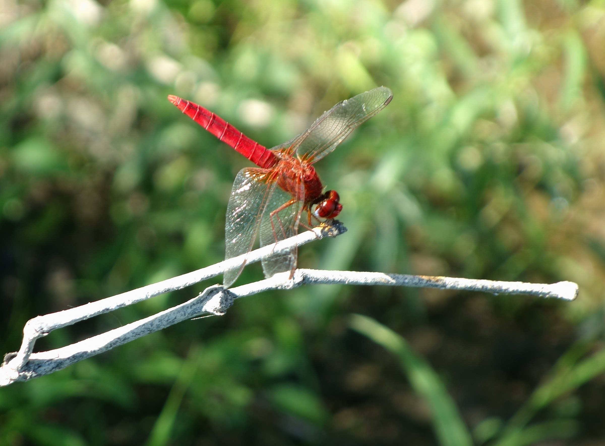 River Dragonfly