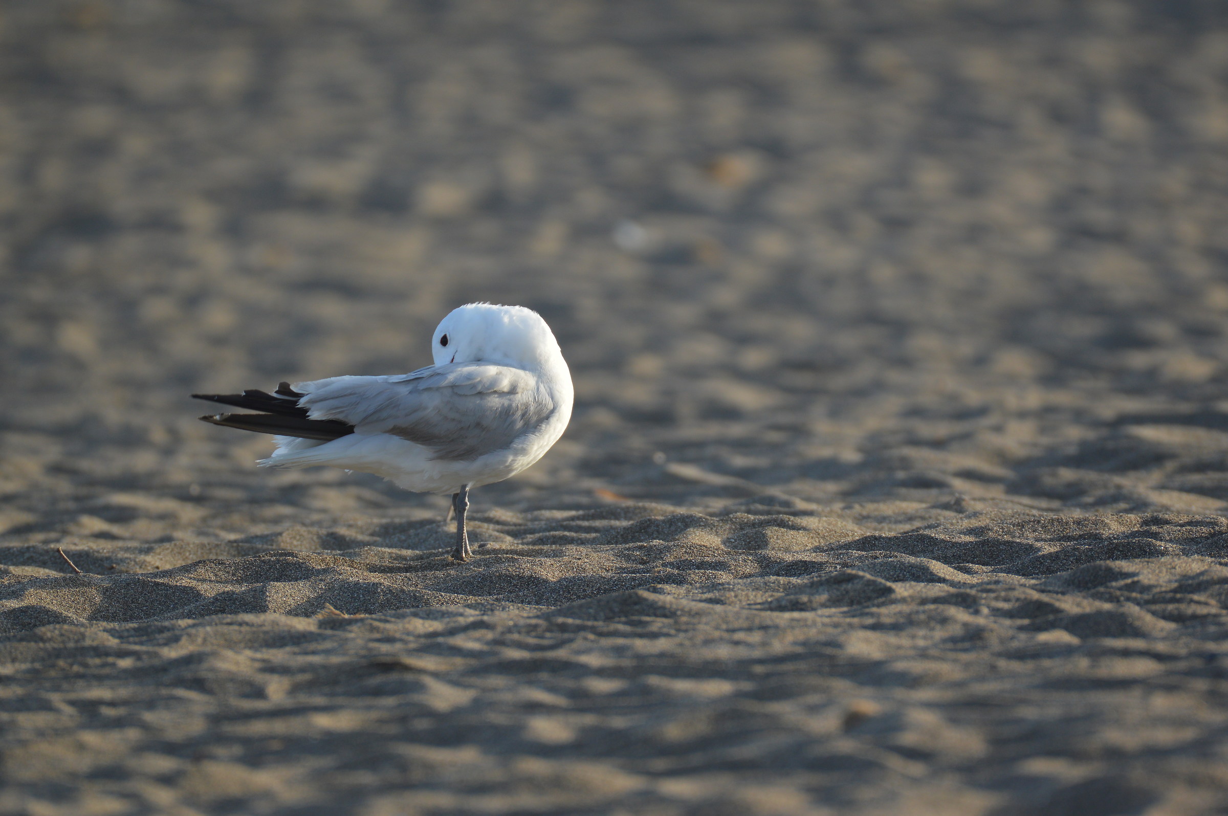 Seagull Course illuminated by the light of dawn