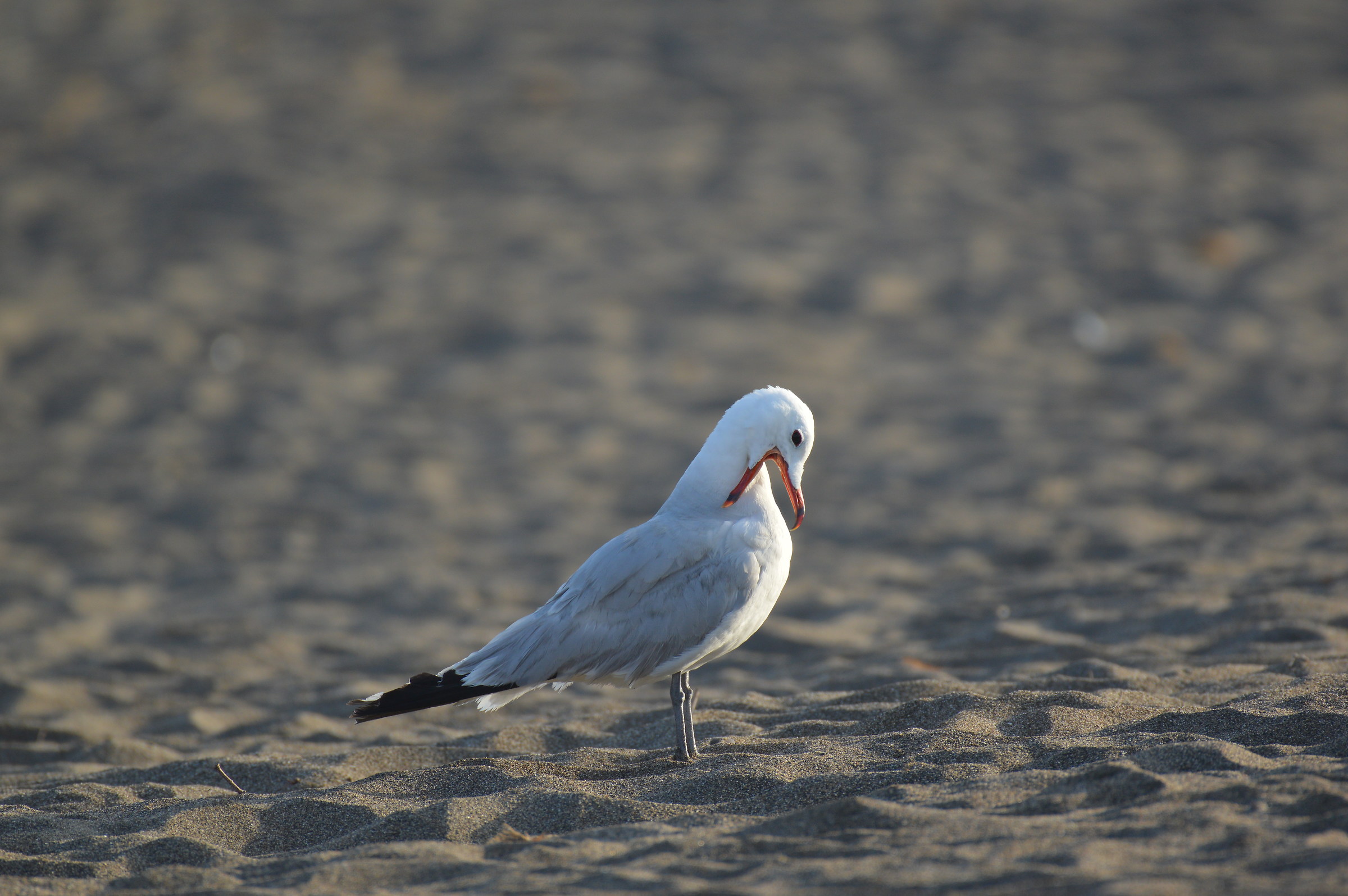 I, the Seagull course and the sunrise.