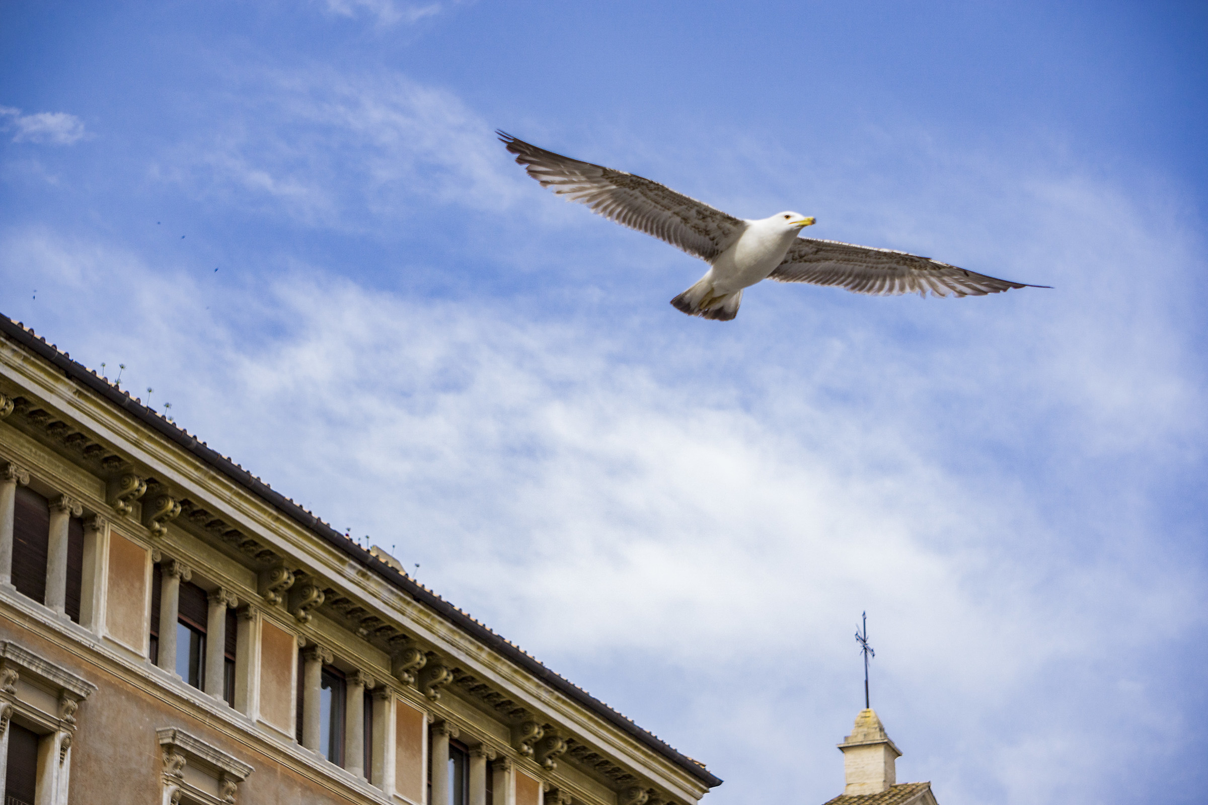 The Papal Seagull