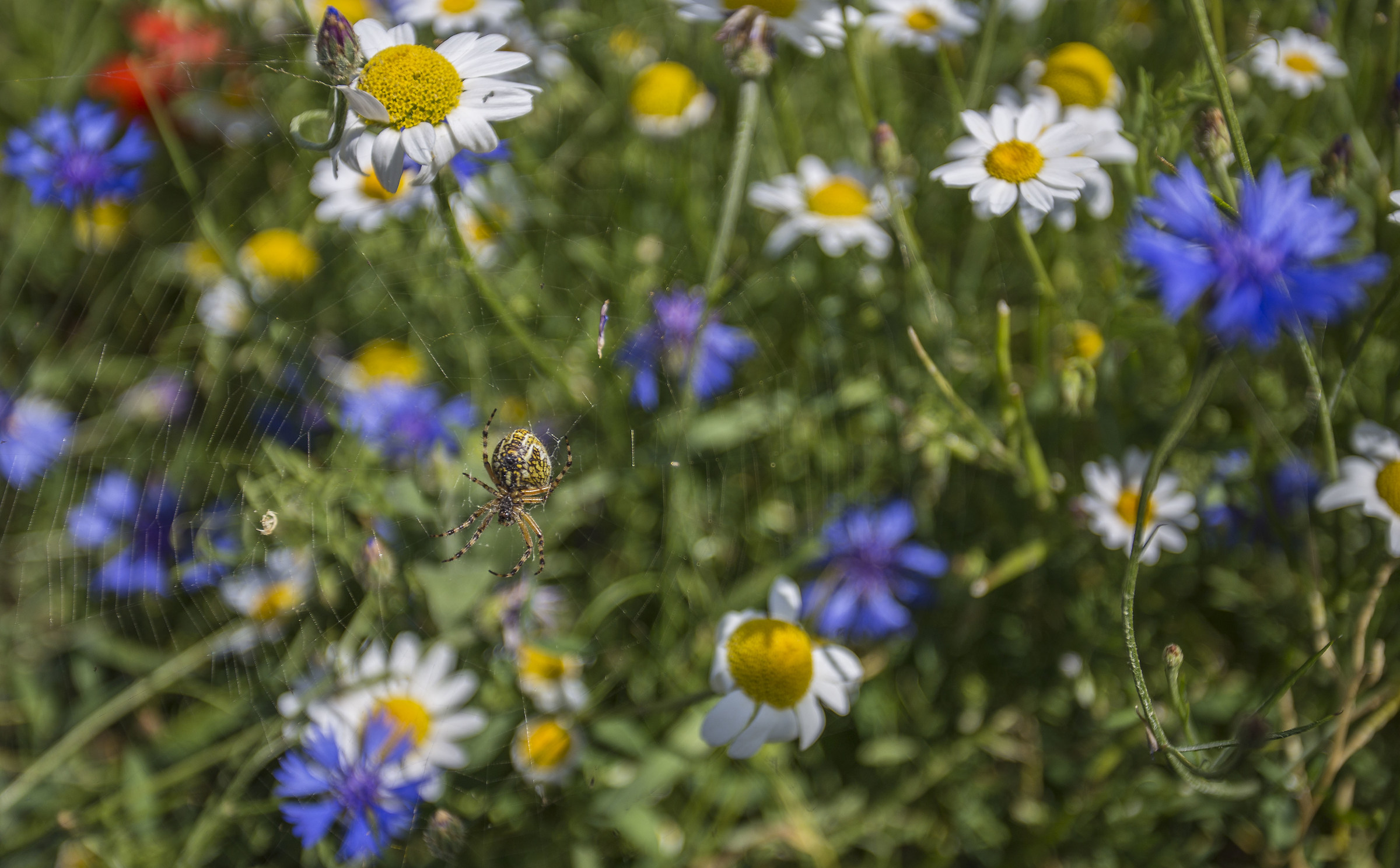 The intruder in the bloom