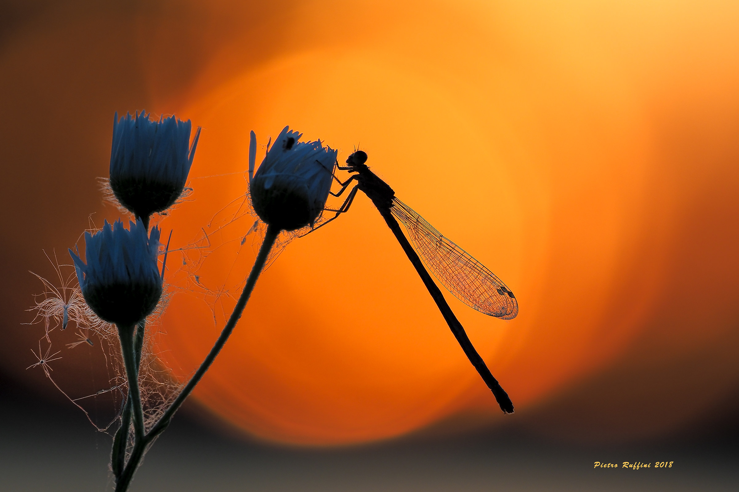 All'ombra dell'ultimo sole ... (n°2)