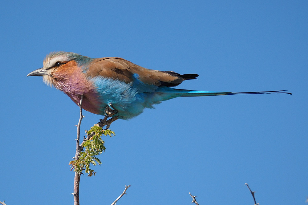 european bee-eater