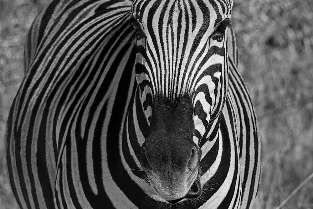 zebra