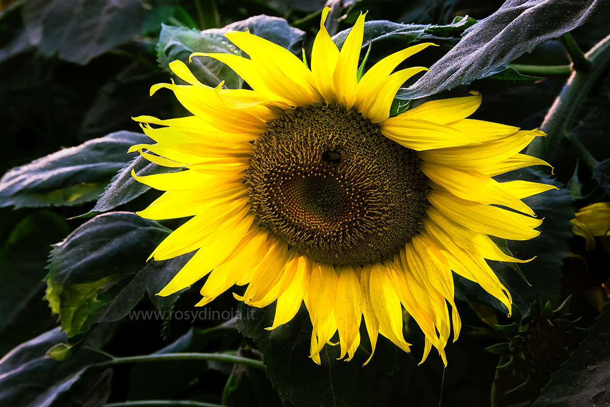 Ritratto di Girasole