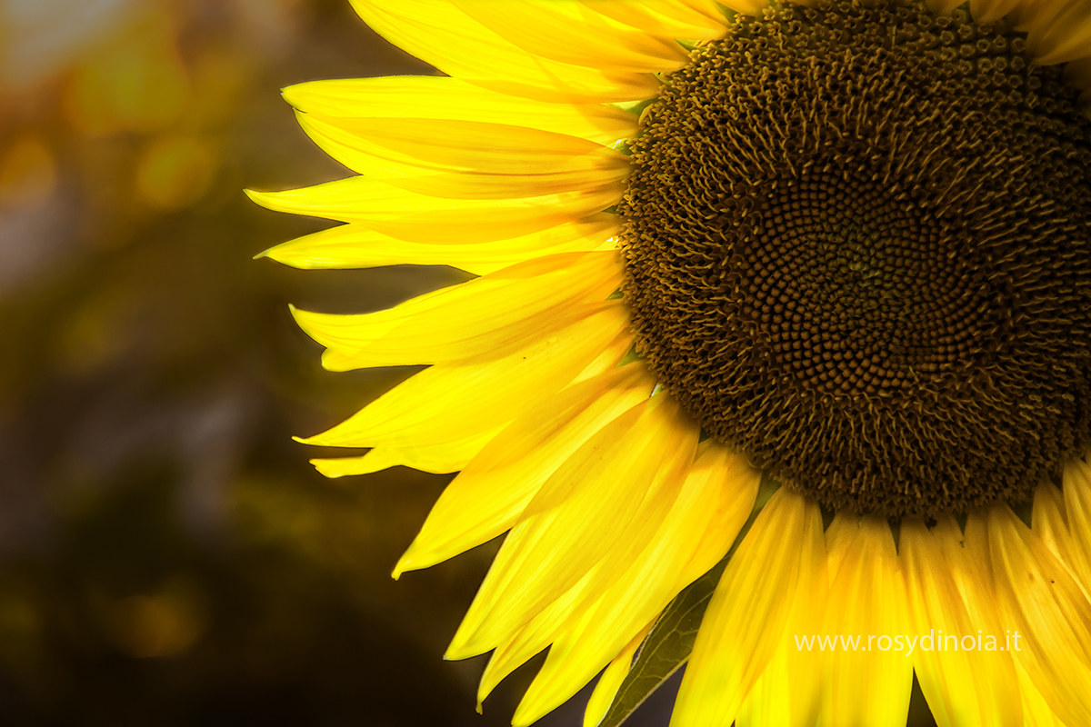 Girasole al tramonto