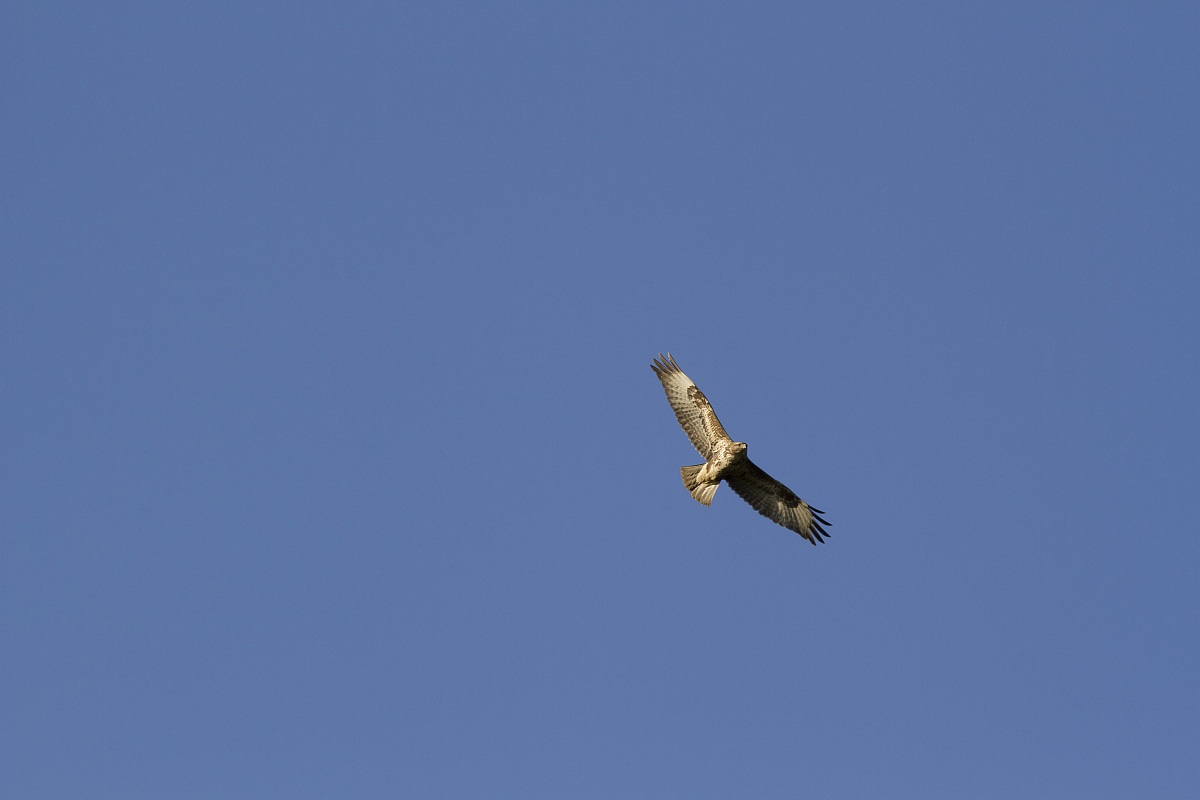 Buzzard
