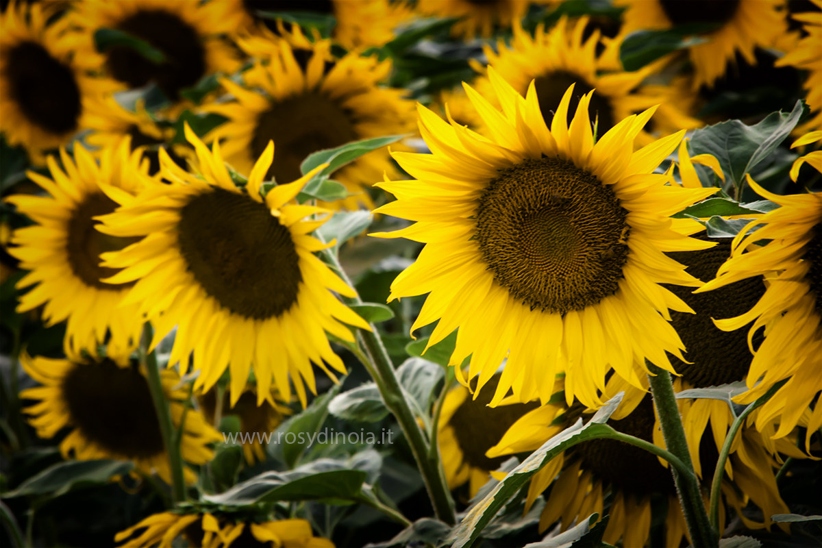 Girasoli in concerto
