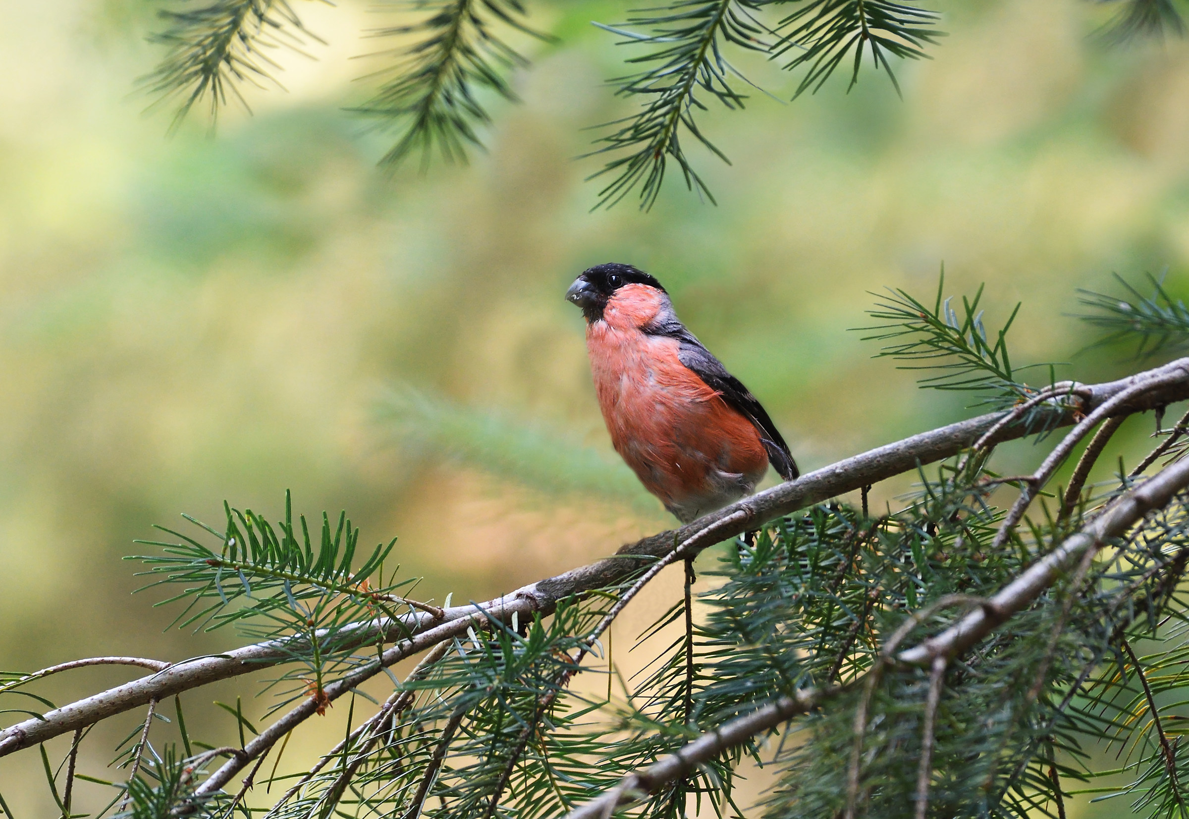 Bullfinch