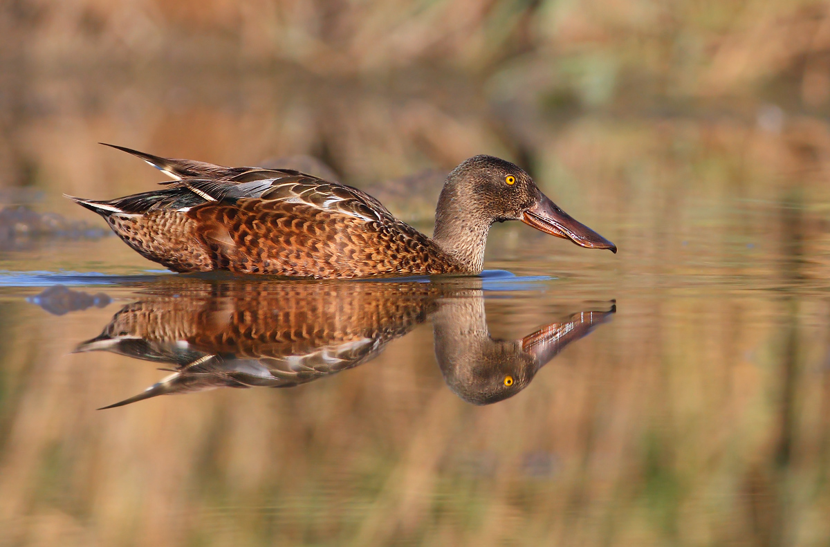 Northern Shoveler