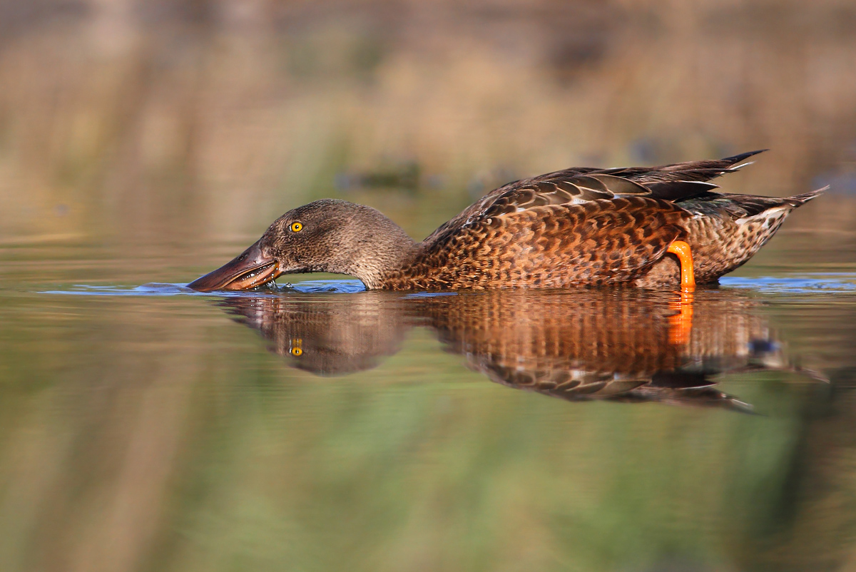 Northern Shoveler
